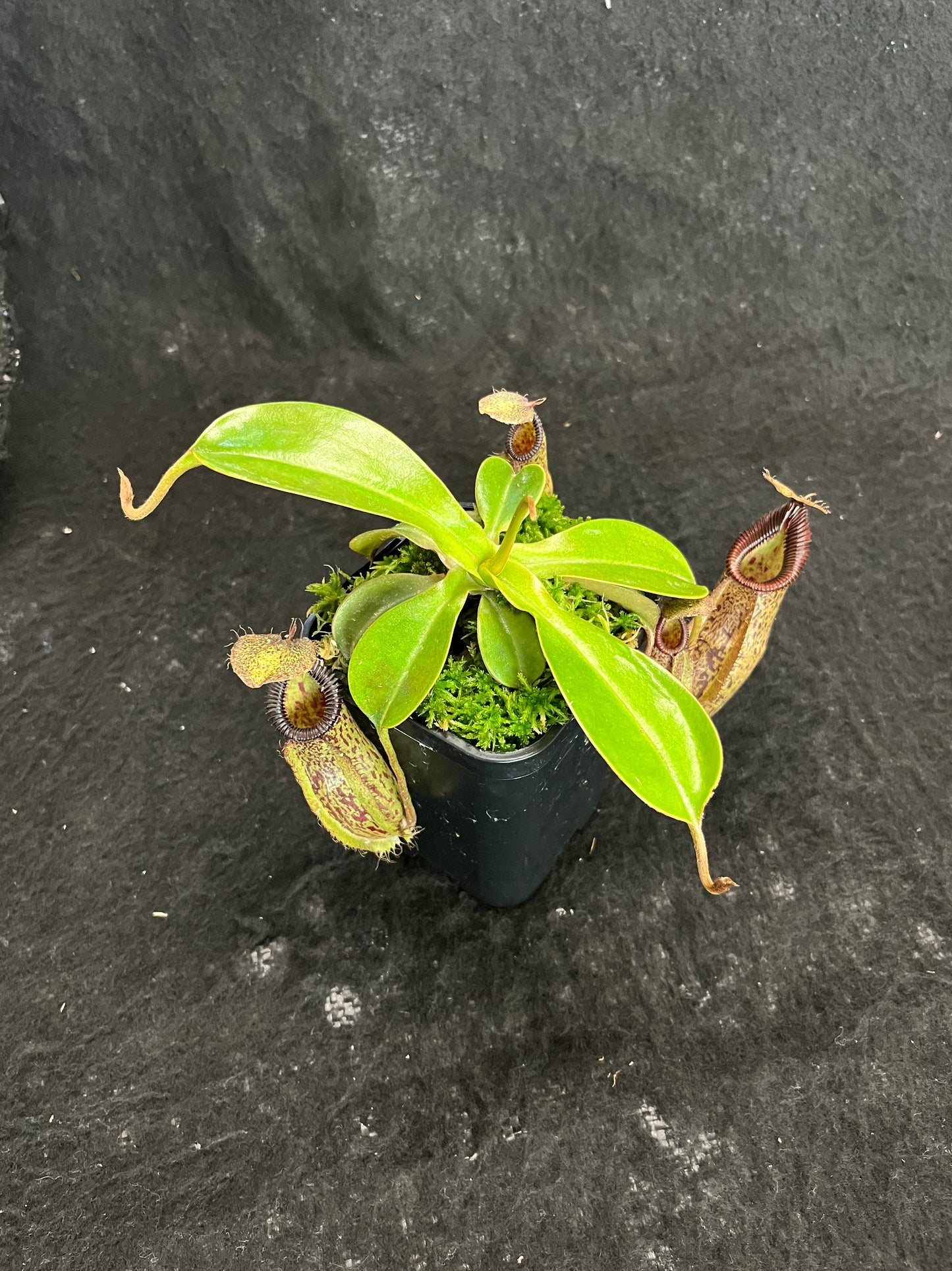 Nepenthes robcantleyi x hamata BE-3958