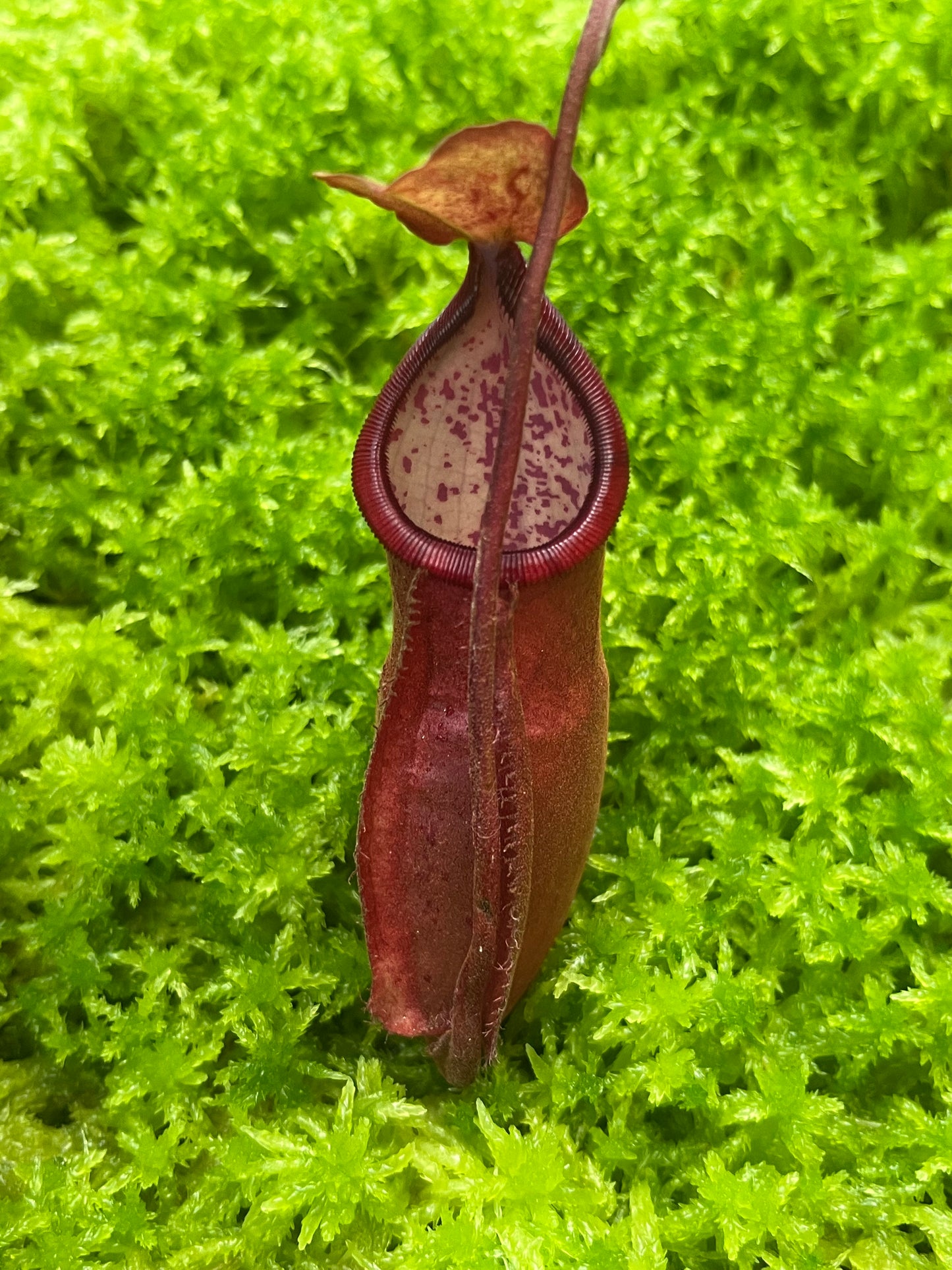 Nepenthes densiflora x mirabilis var. globosa BE-3656