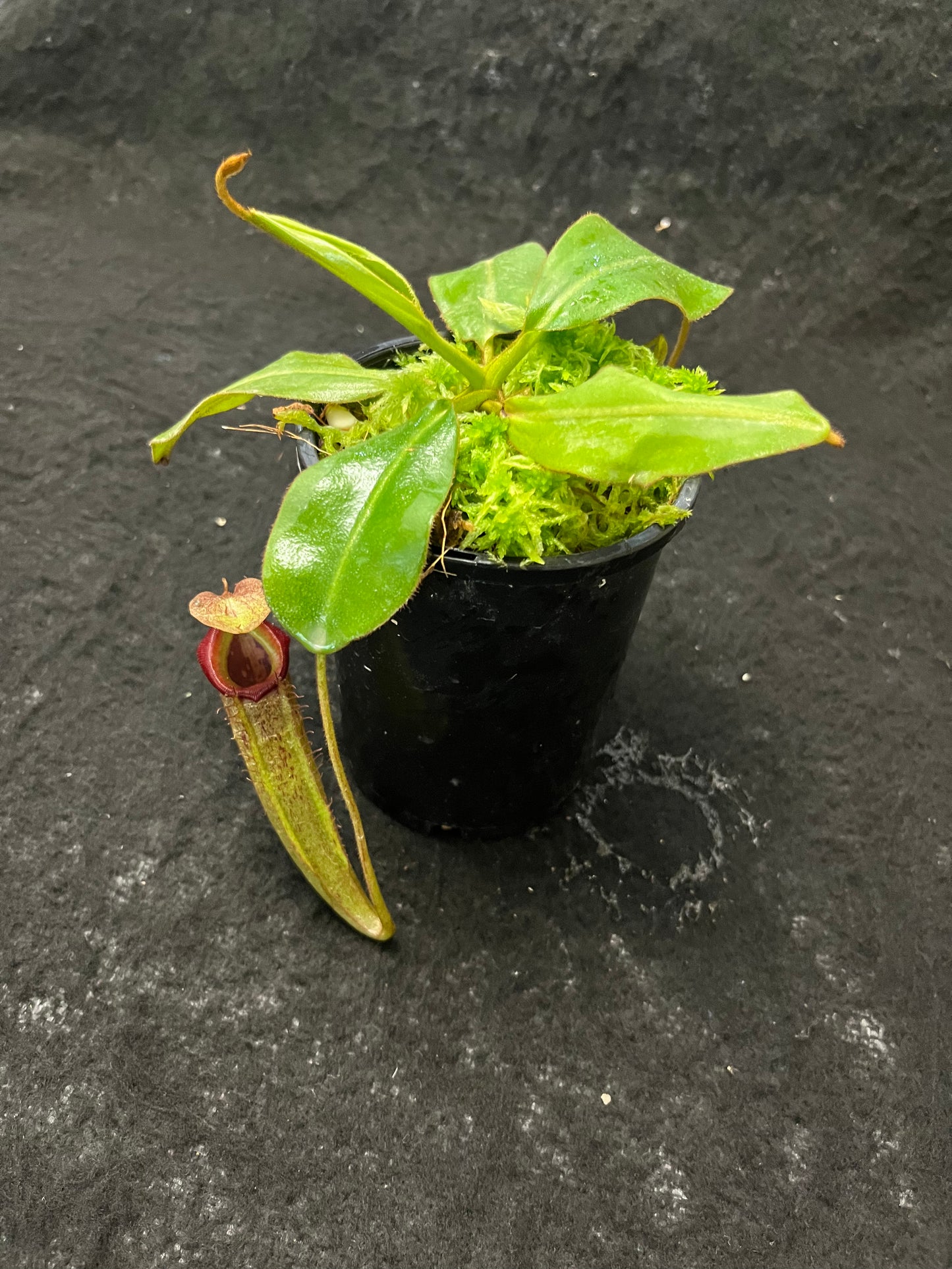 Nepenthes rajah x (veitchii x platychila) BE-4017