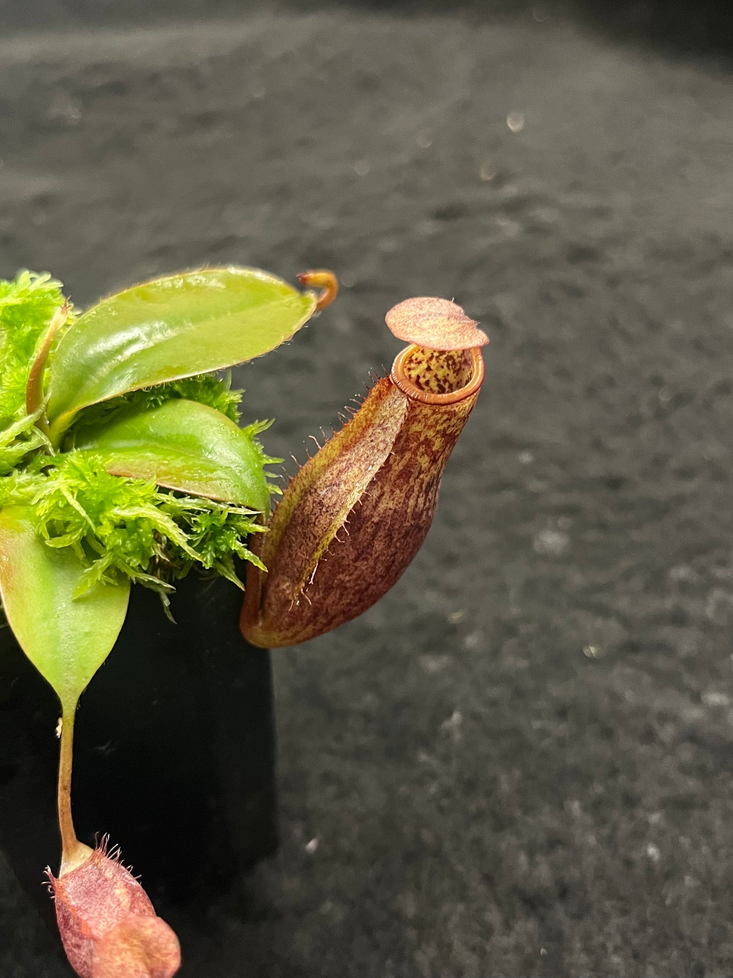 Nepenthes mira x peltata BE-4534