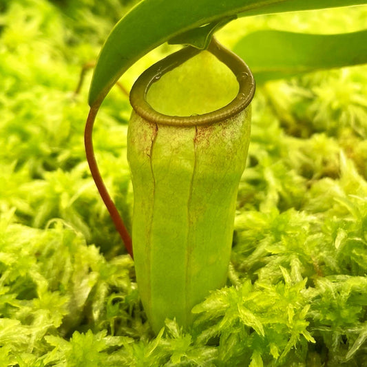 Nepenthes ventricosa x dubia