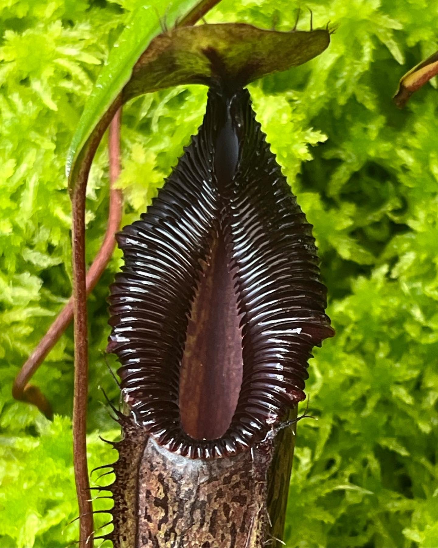 Nepenthes burkei x hamata BE-3747