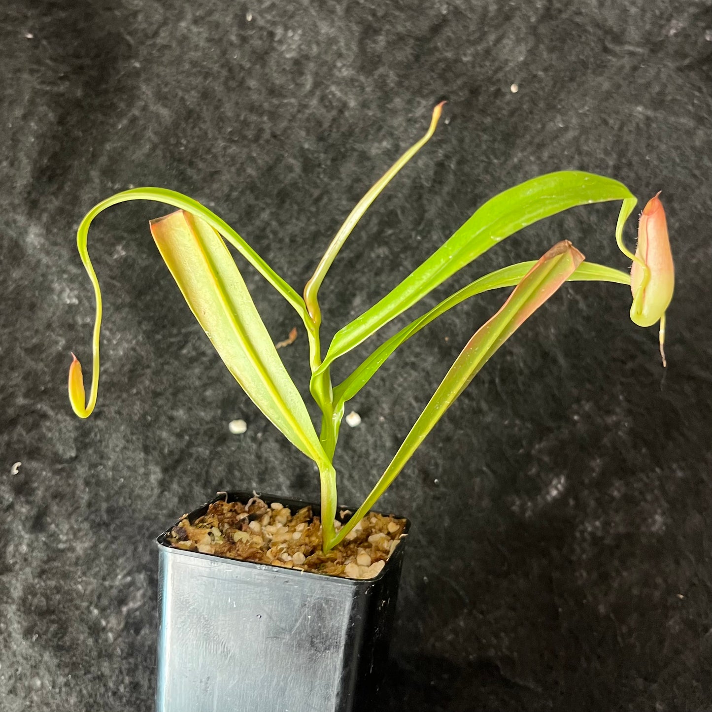 Nepenthes gracilis