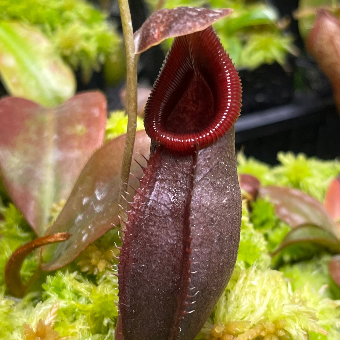 Nepenthes singalana x ovata BE-3882