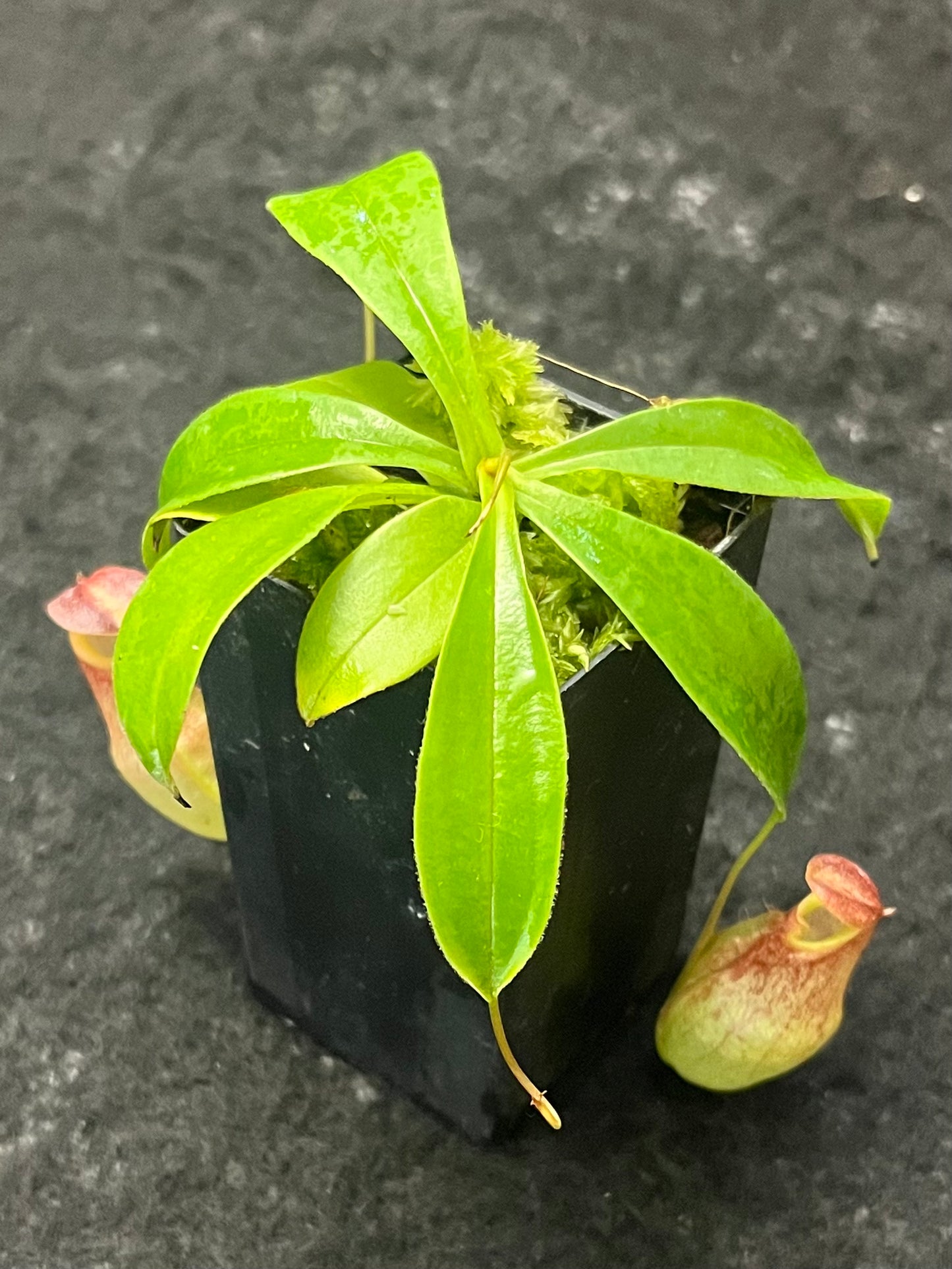 Nepenthes eustachya x tenuis BE-3971