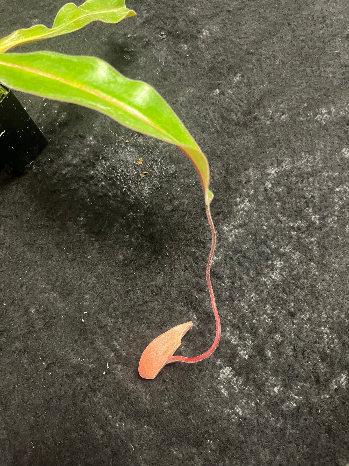 Nepenthes thorelii x [(veitchii x maxima) x veitchii]