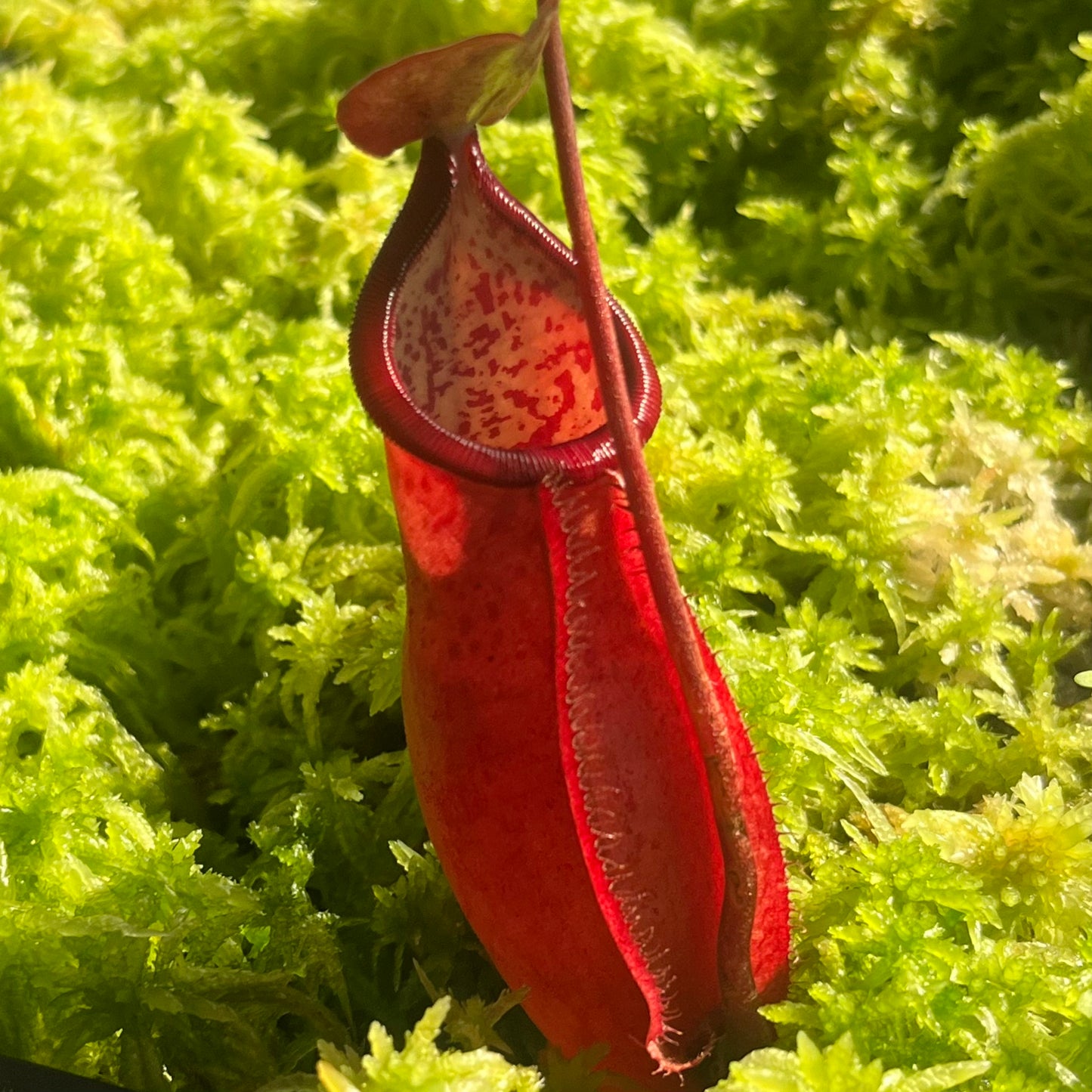 Nepenthes densiflora x mirabilis var. globosa BE-3656