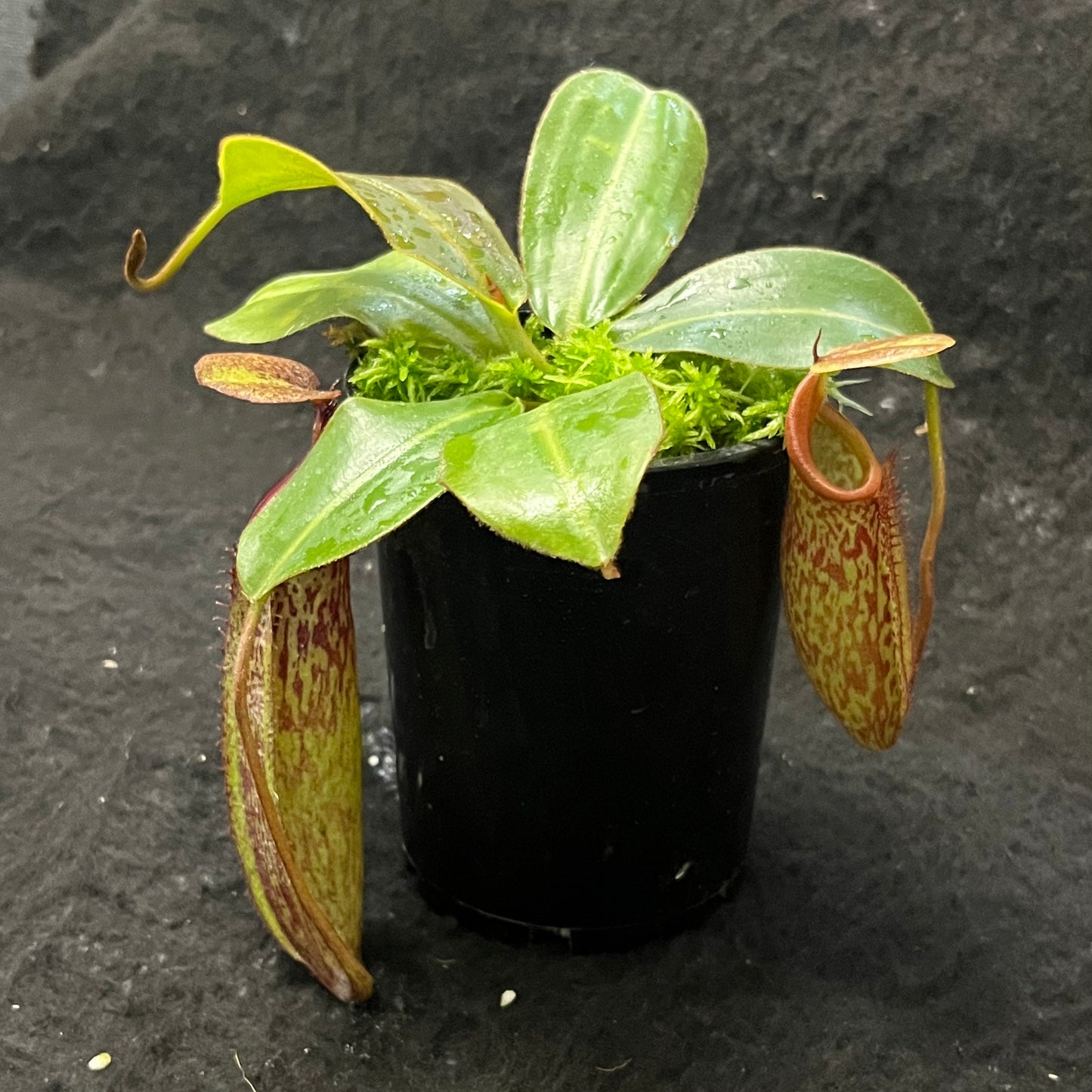 Nepenthes rajah x (veitchii x platychila) BE-4017