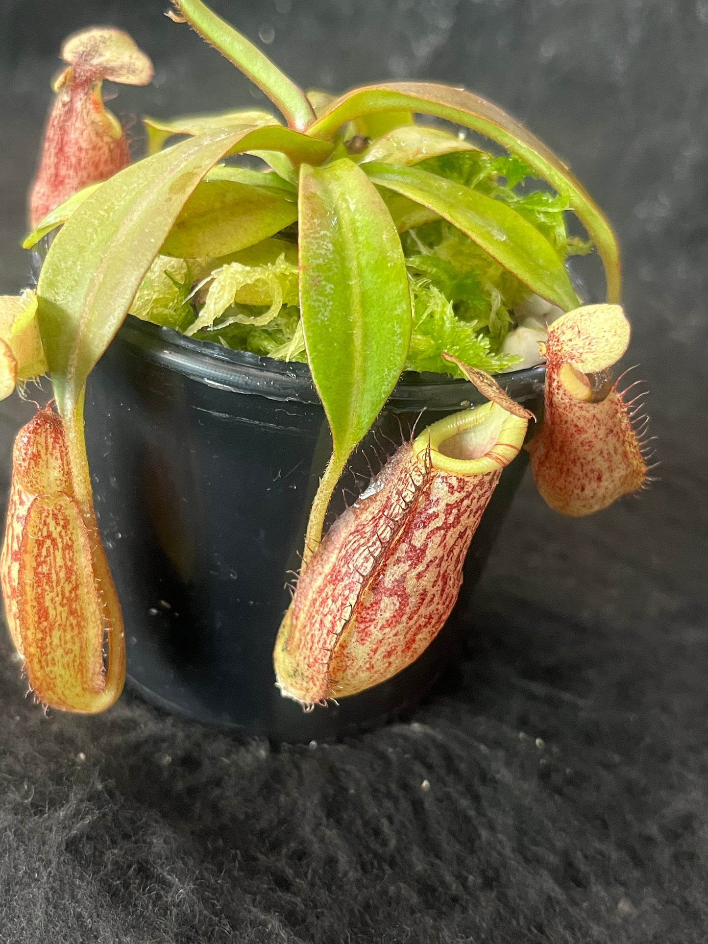 Nepenthes spectabilis x bongso  BE-3991