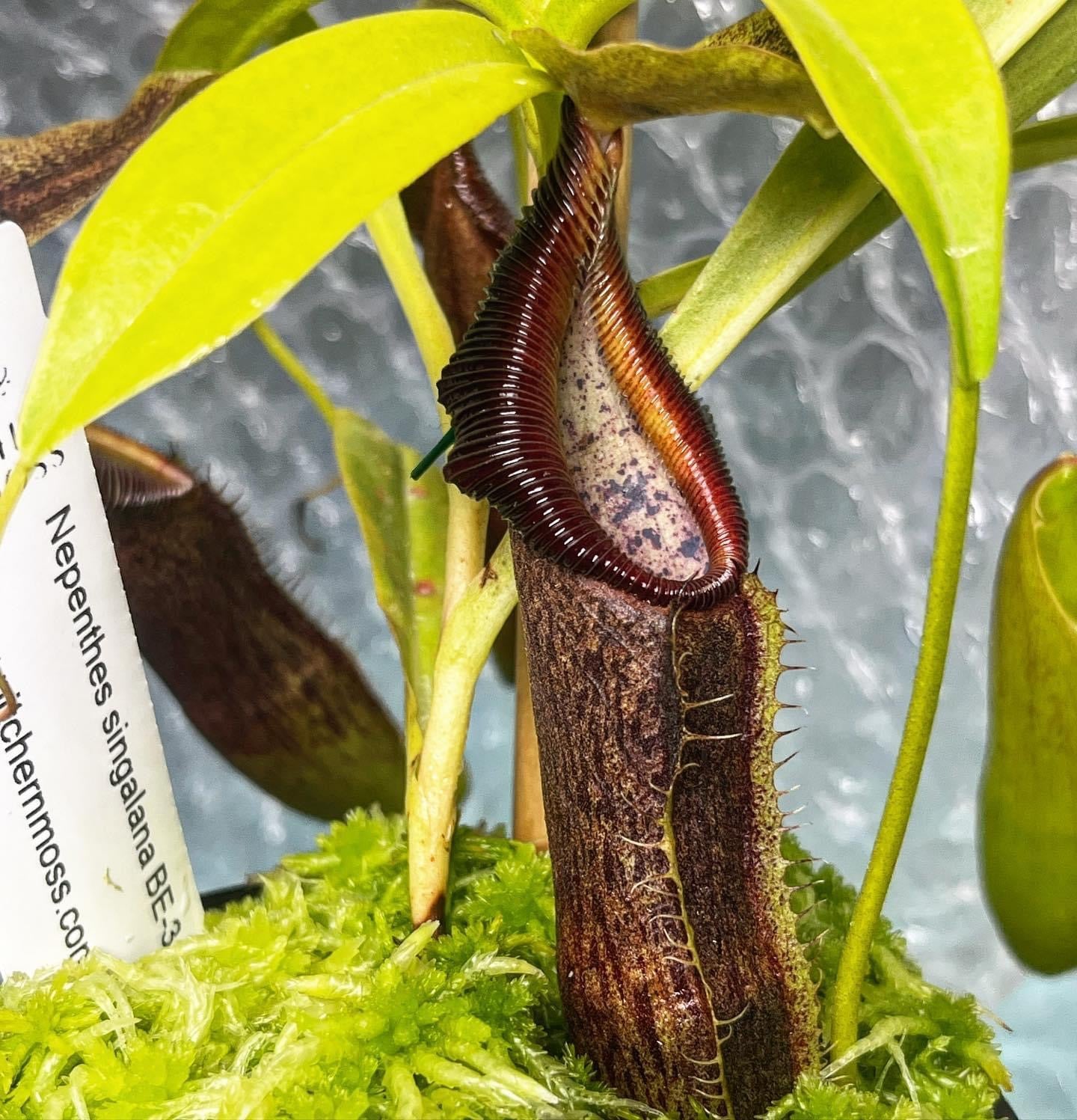 Nepenthes singalana BE-3170