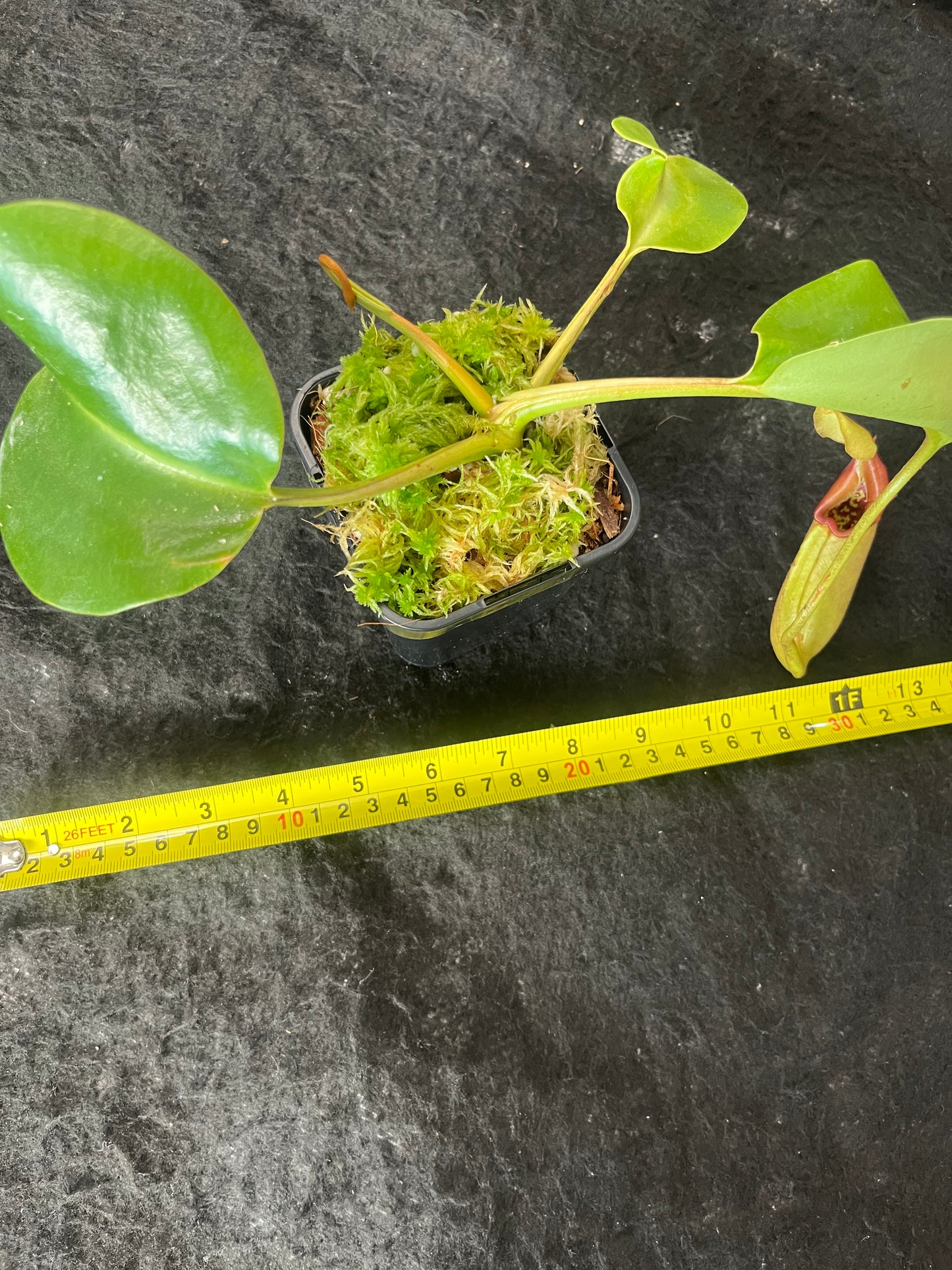 Nepenthes robcantleyi BE-3517