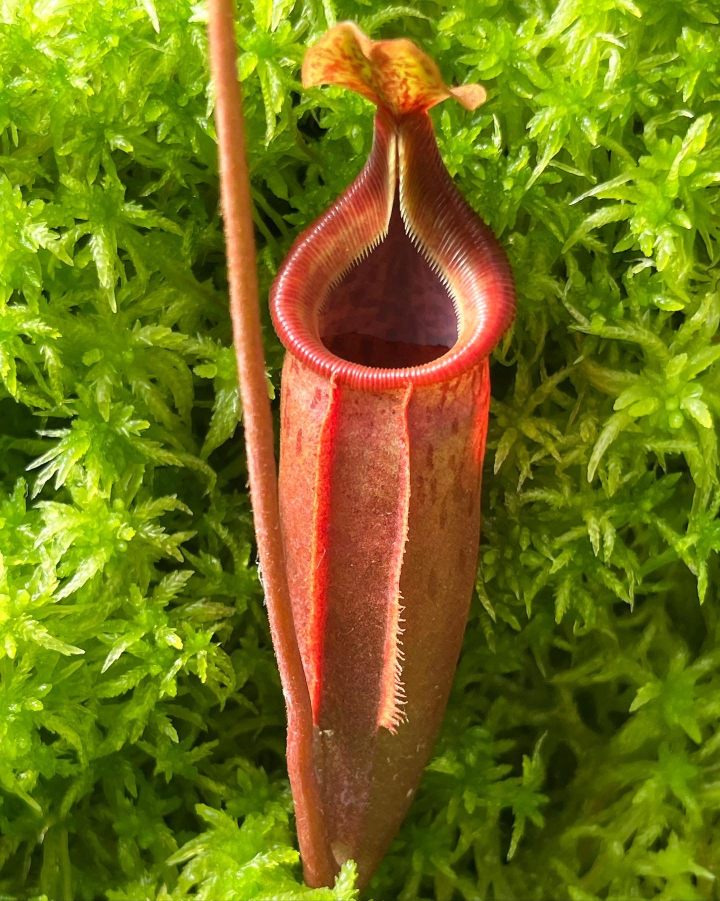 Nepenthes (veitchii x lowii) x mira BE-3910