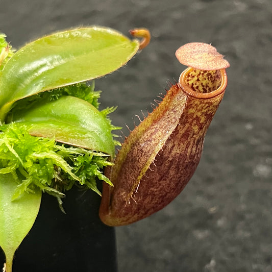 Nepenthes mira x peltata BE-4534