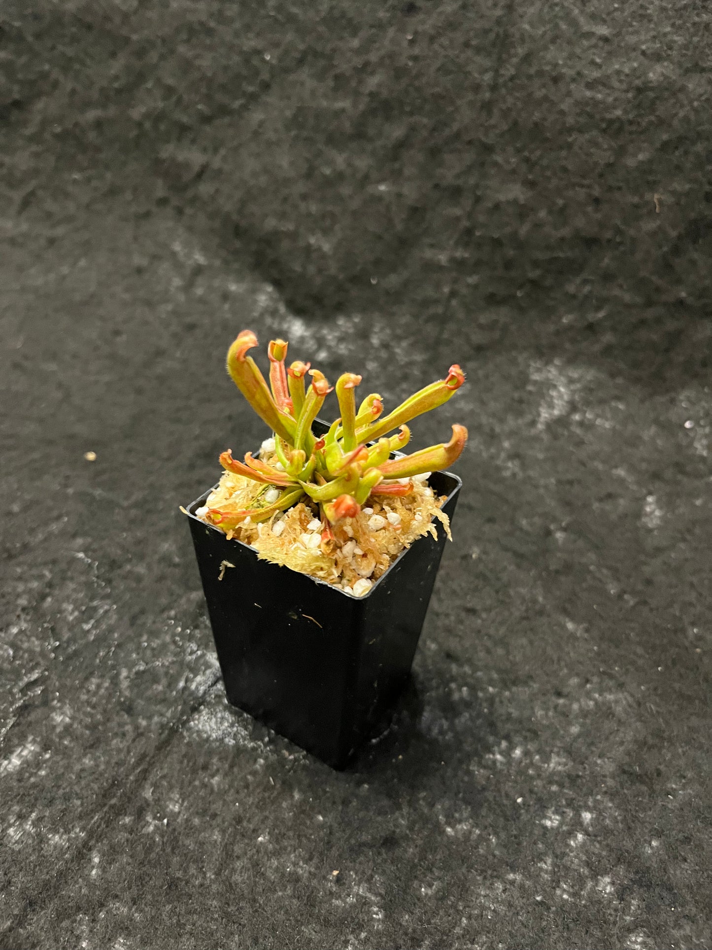 Heliamphora nutans