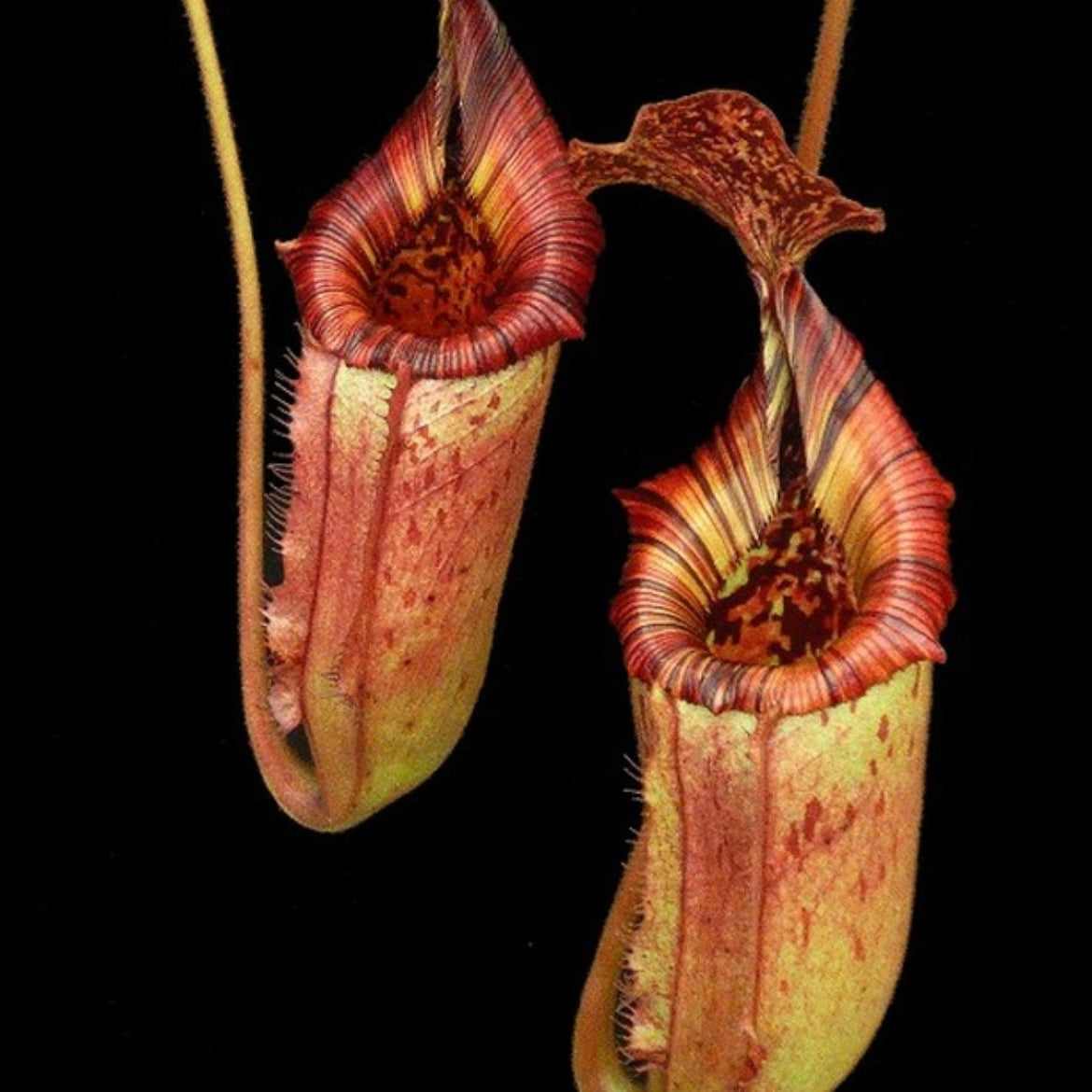 Nepenthes (veitchii x lowii) x (burbidgeae x edwardsiana) BE-3980