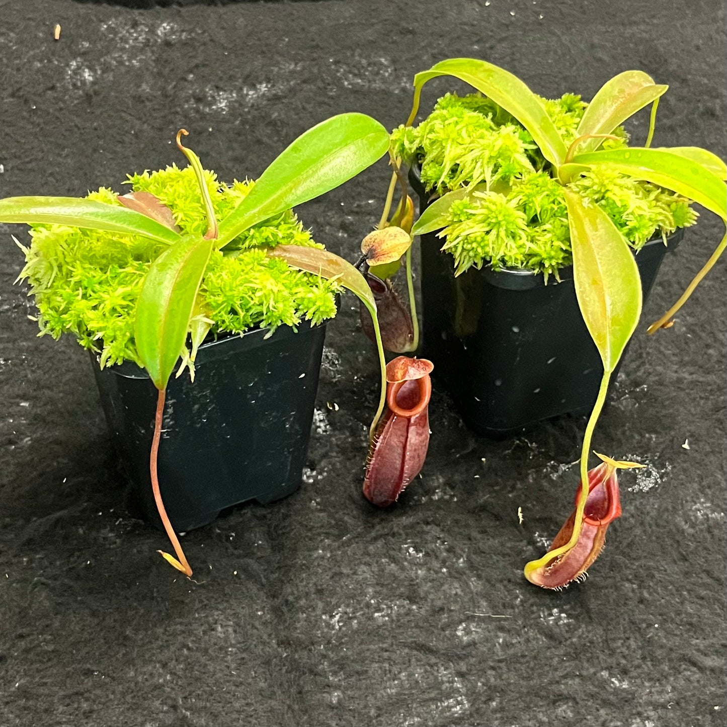 Nepenthes singalana x ovata BE-3882