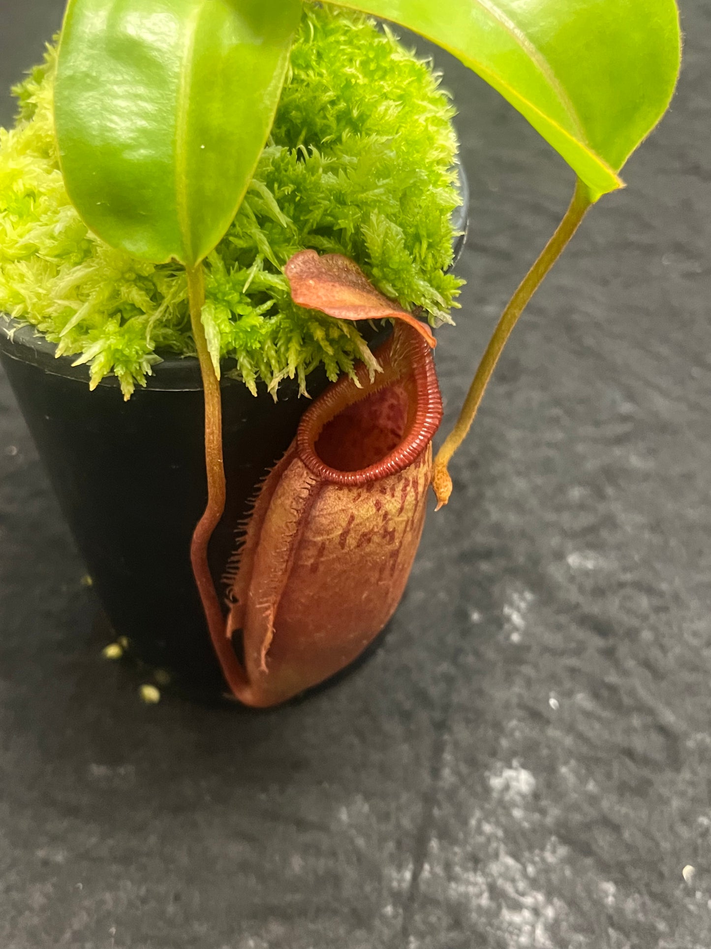 Nepenthes (veitchii x lowii) x mira BE-3910