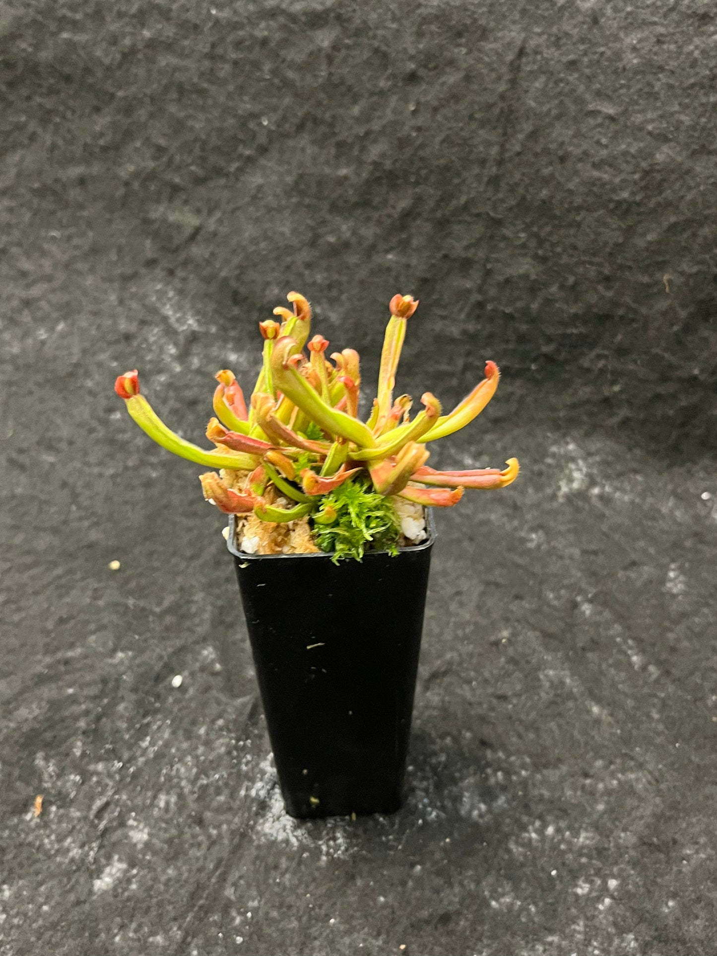 Heliamphora nutans