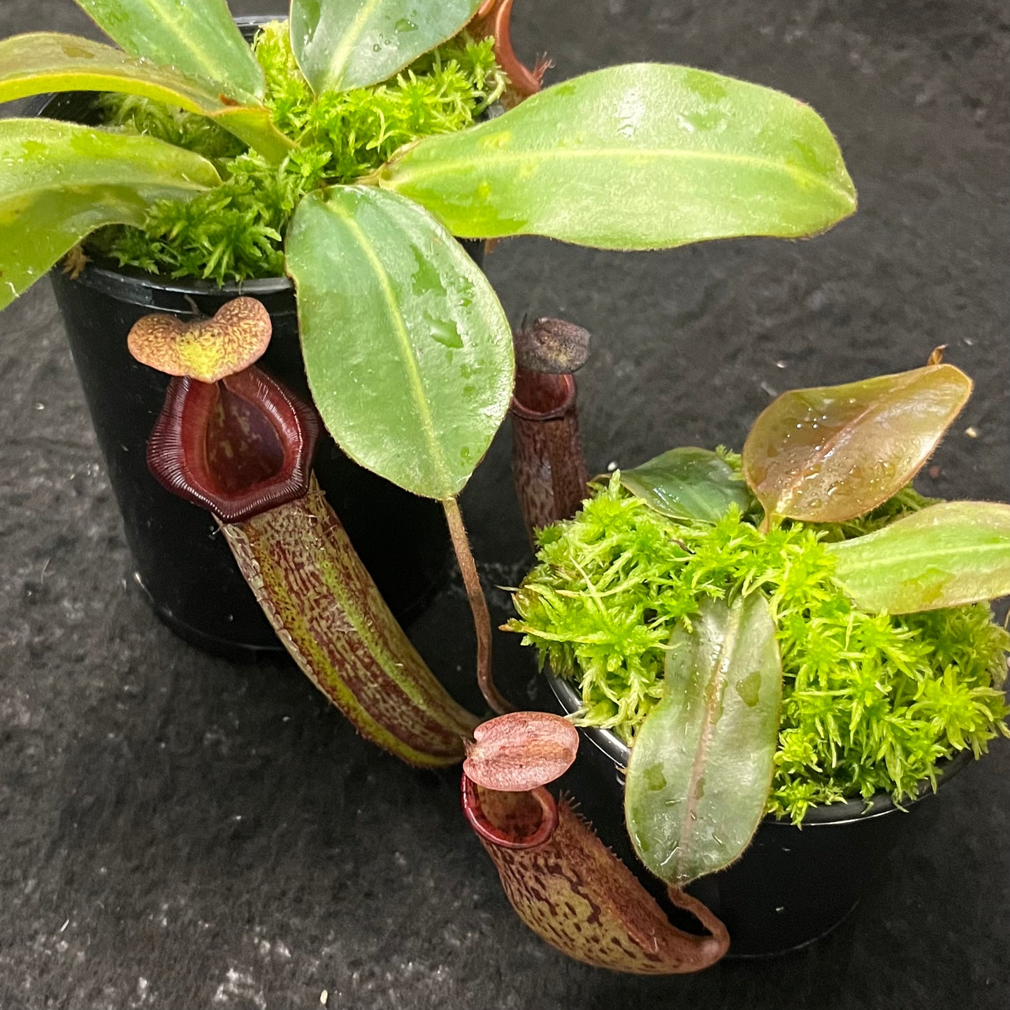 Nepenthes rajah x (veitchii x platychila) BE-4017