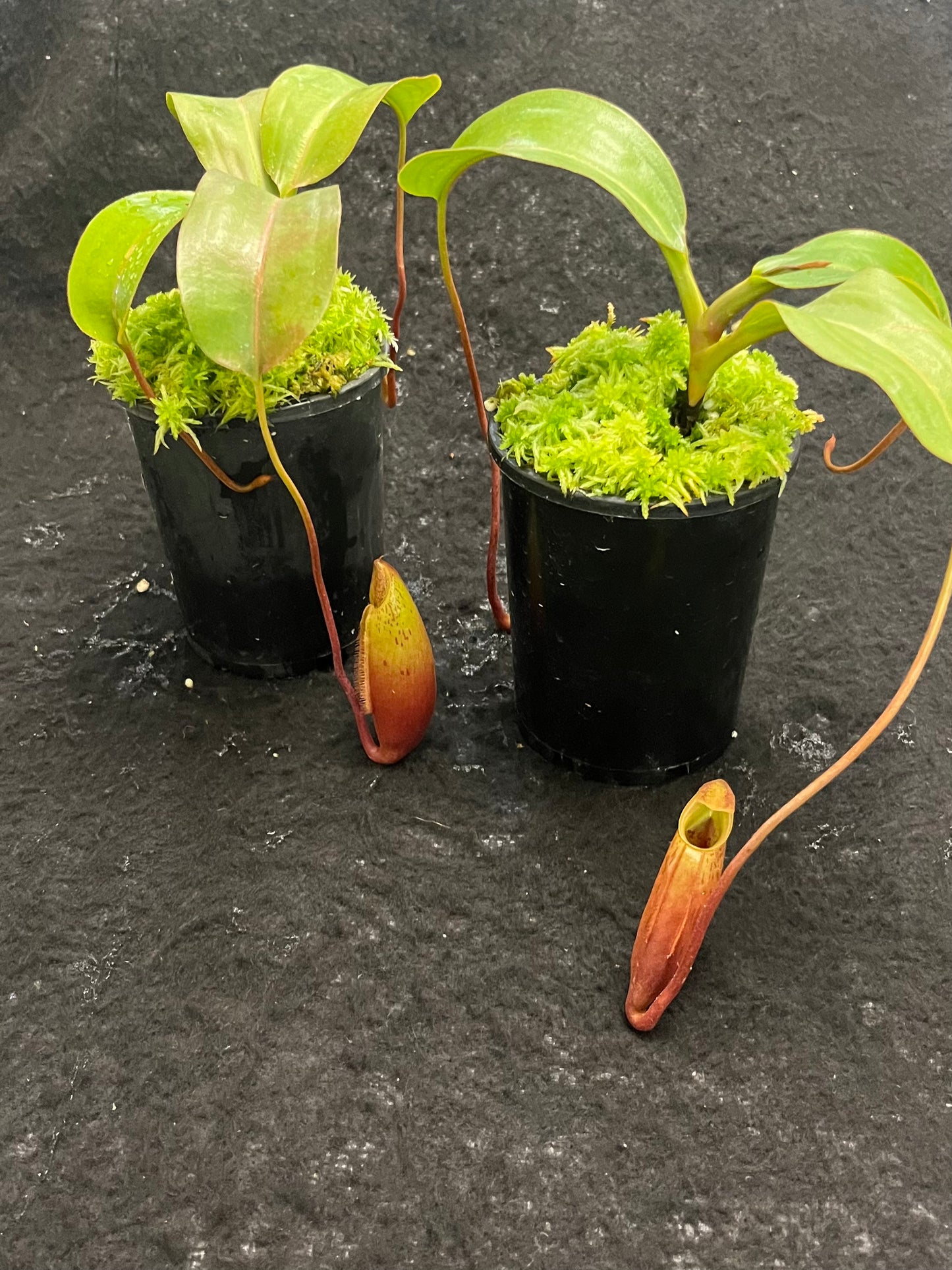 Nepenthes (veitchii x lowii) x mira BE-3910