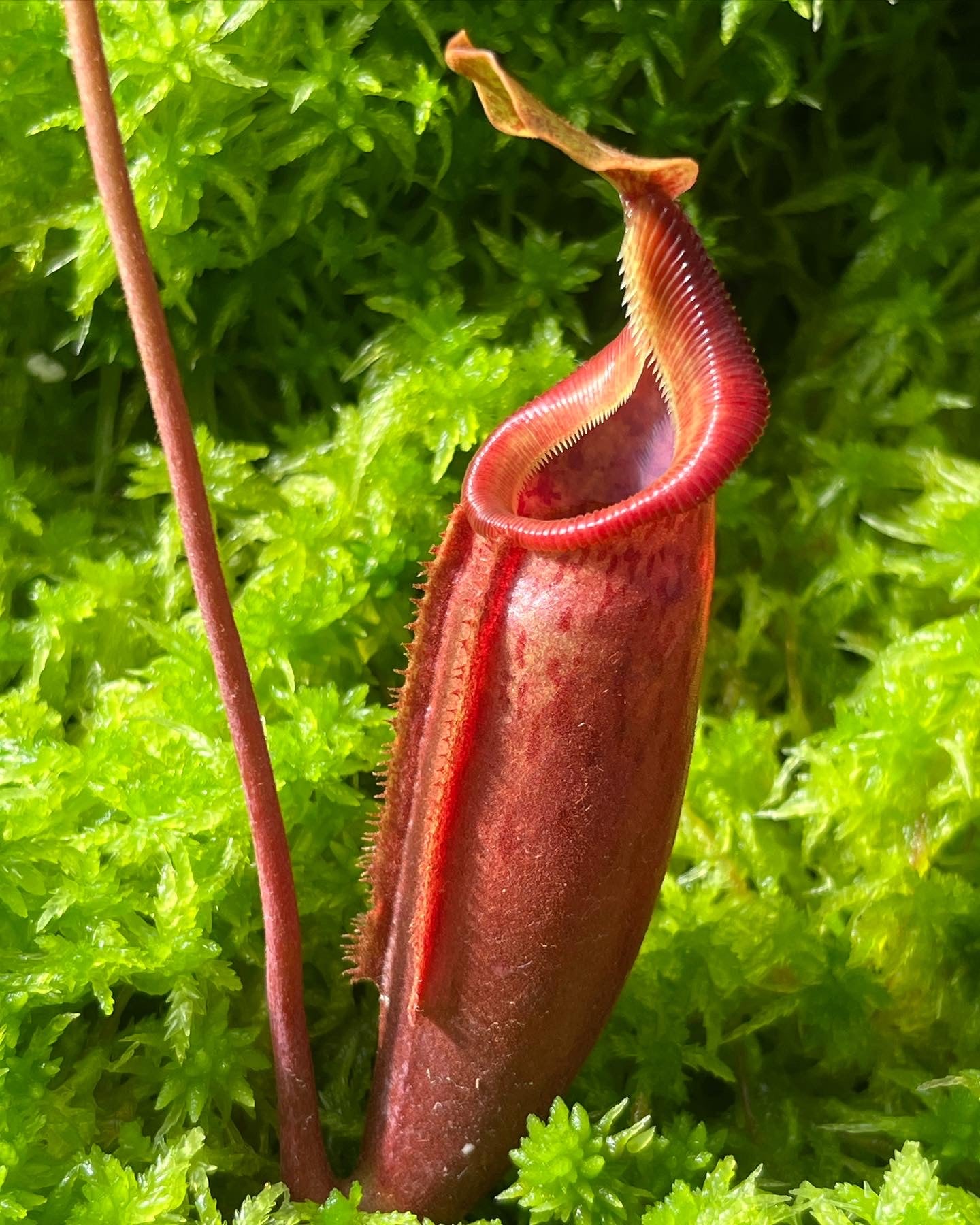 Nepenthes (veitchii x lowii) x mira BE-3910