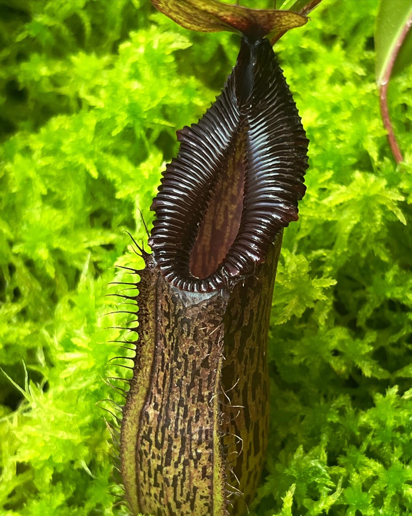 Nepenthes burkei x hamata BE-3747