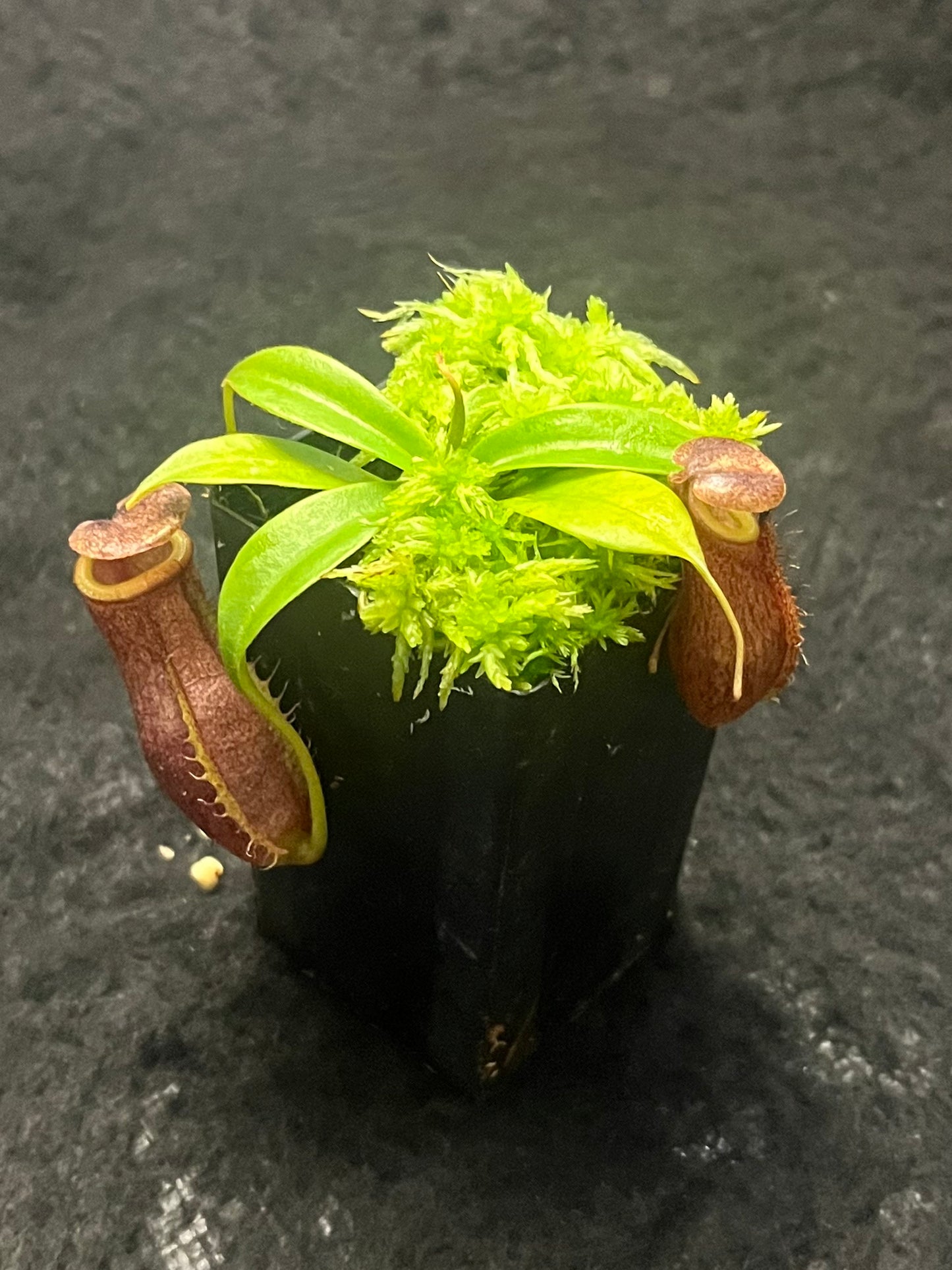 Nepenthes mira x tenuis BE-4070