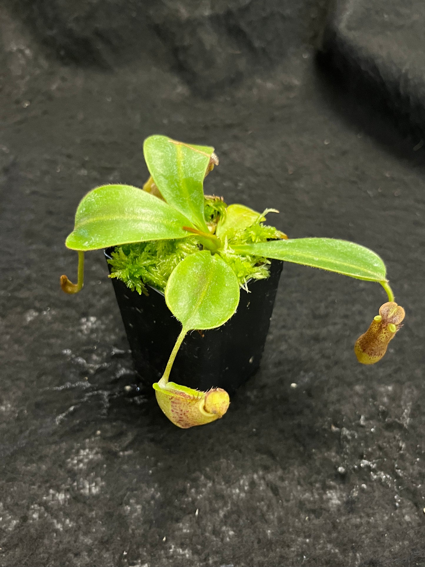 Nepenthes zakriana