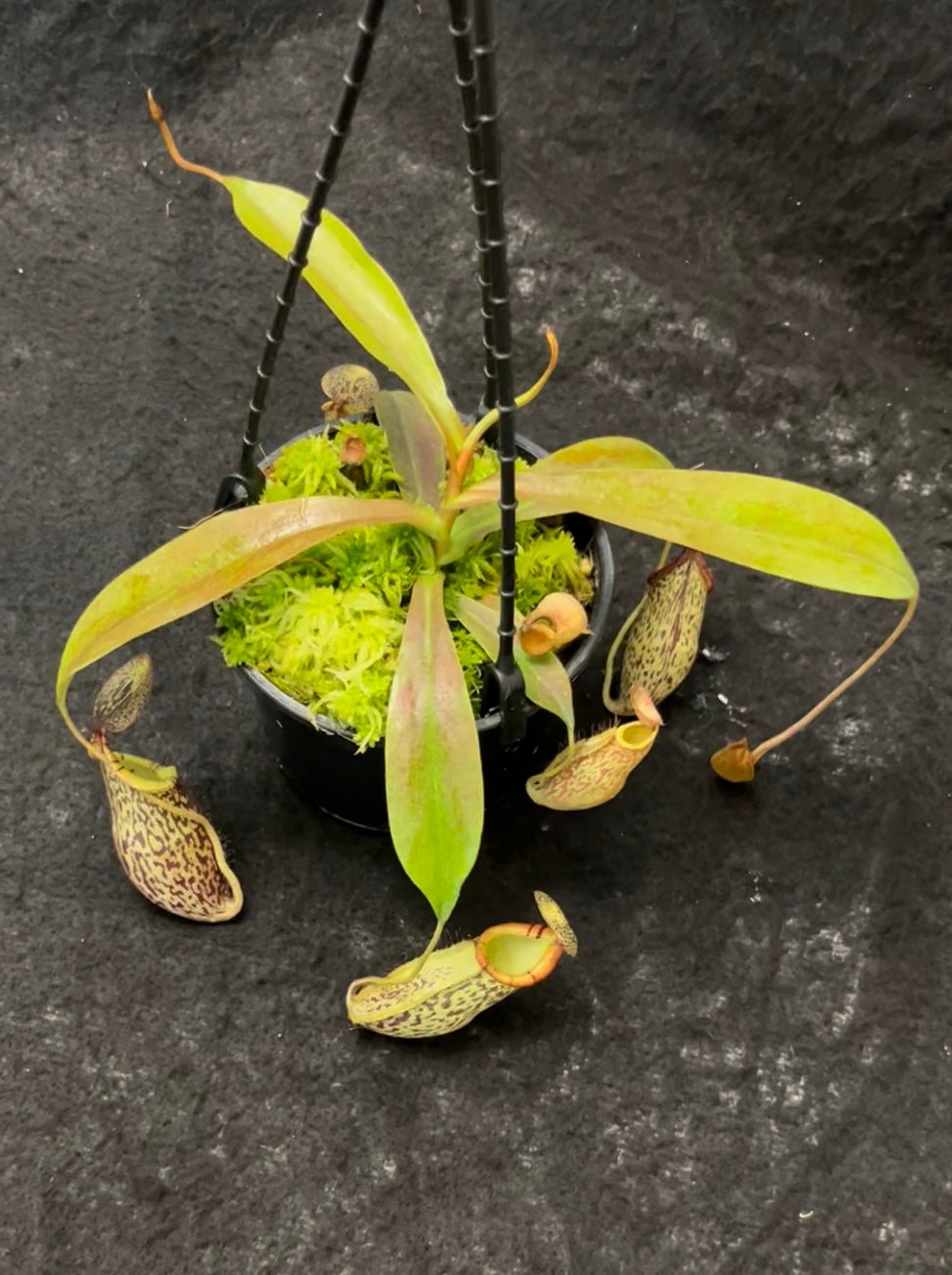 Nepenthes spectabilis x mira