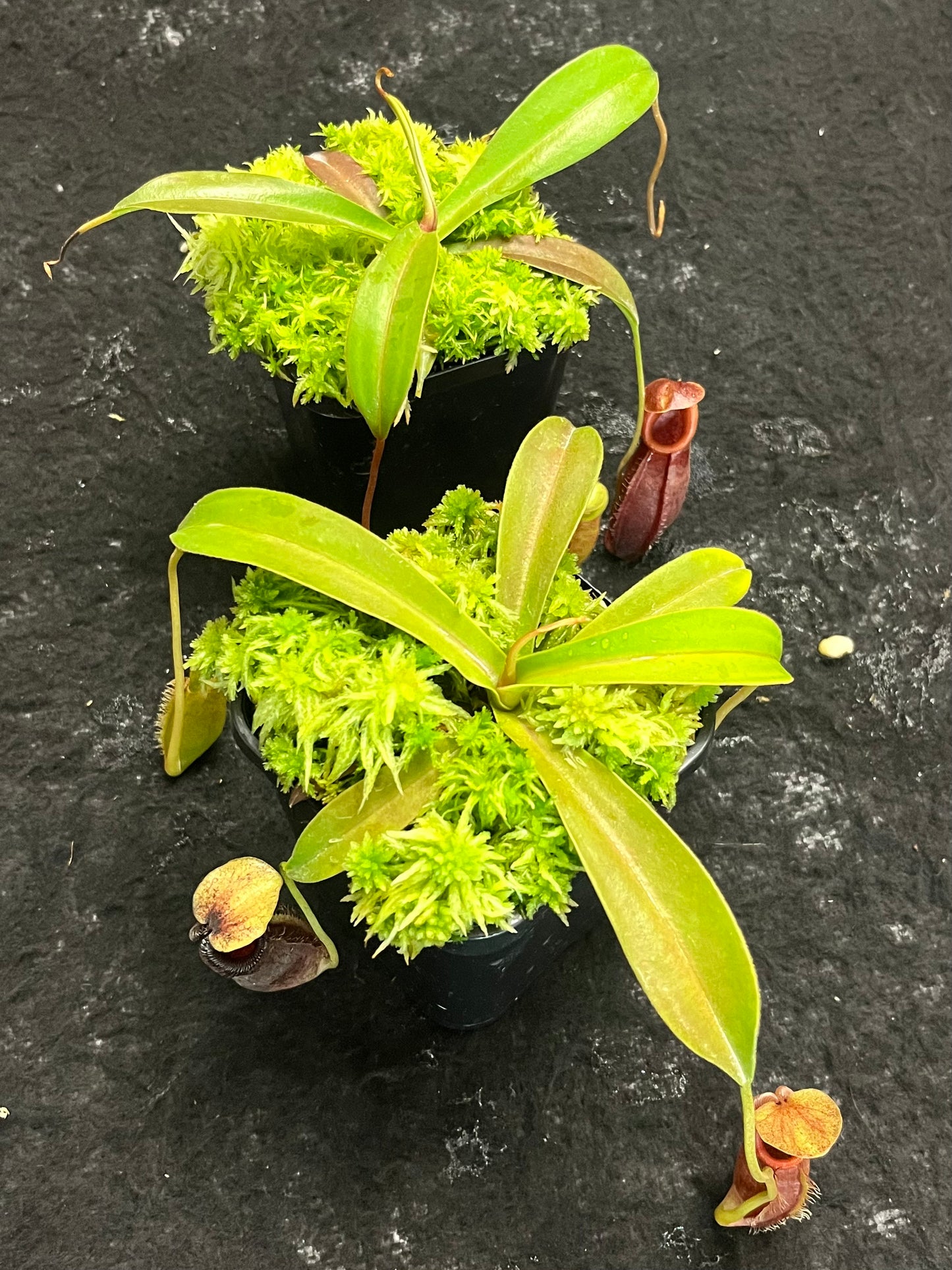 Nepenthes singalana x ovata BE-3882