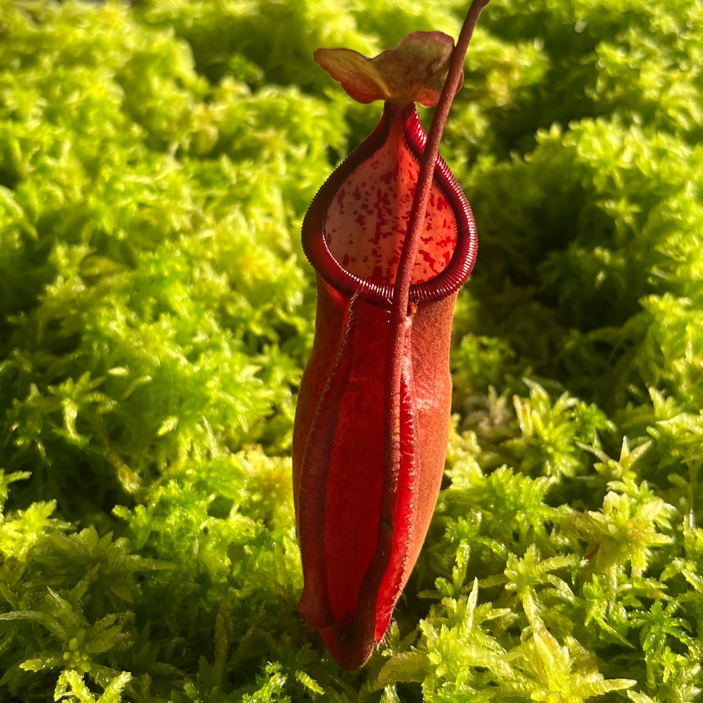 Nepenthes densiflora x mirabilis var. globosa BE-3656