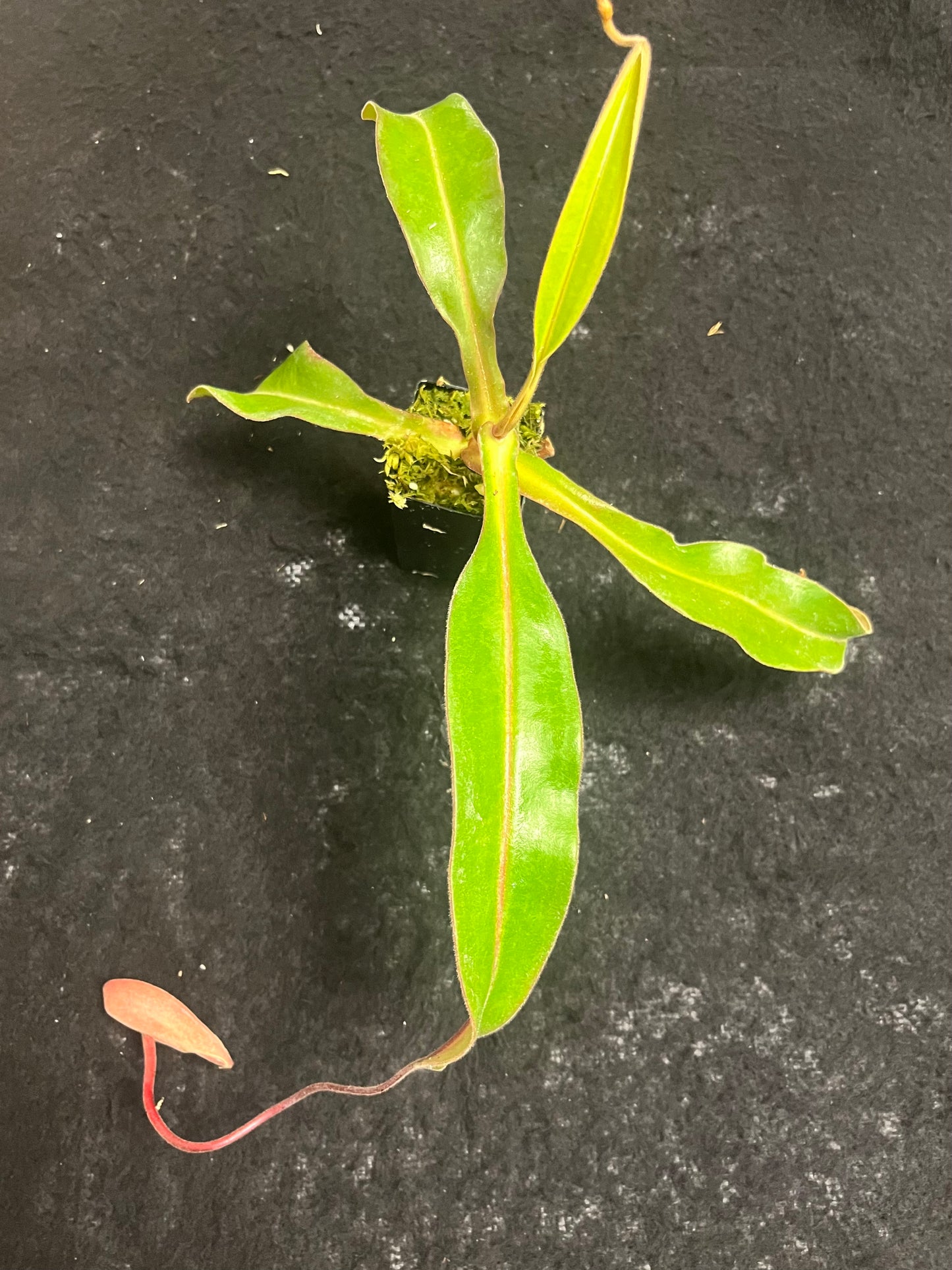 Nepenthes thorelii x [(veitchii x maxima) x veitchii]