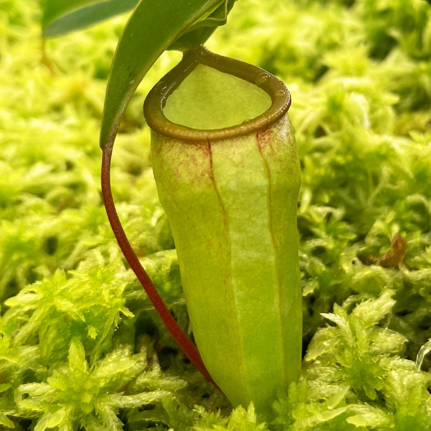 Nepenthes ventricosa x dubia