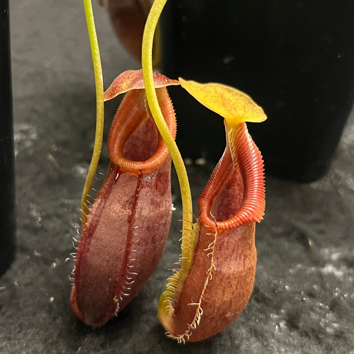 Nepenthes singalana x ovata BE-3882