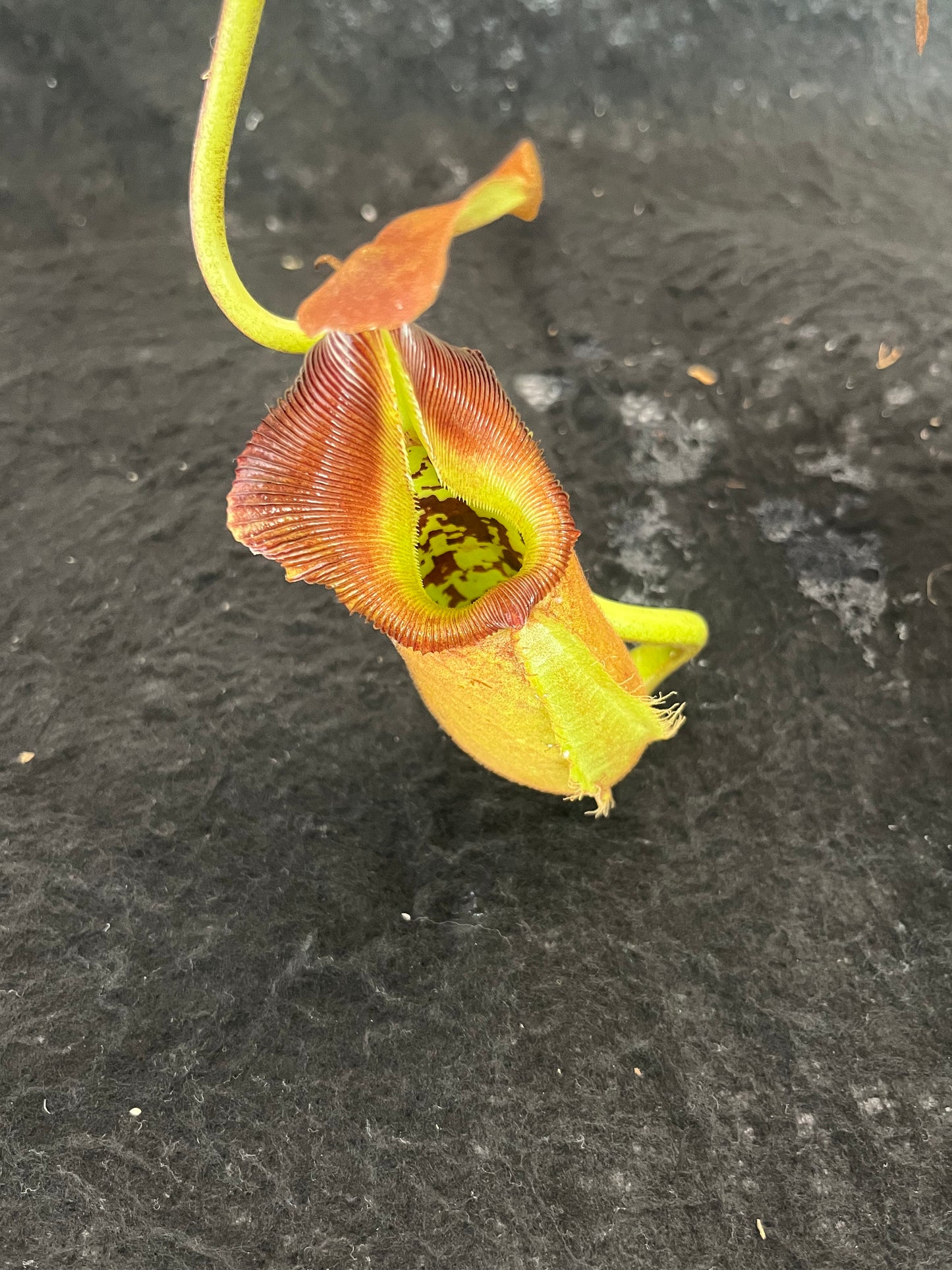 Nepenthes robcantleyi BE-3517