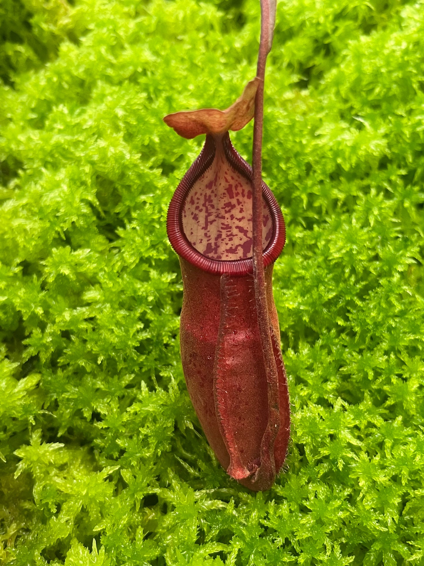 Nepenthes densiflora x mirabilis var. globosa BE-3656