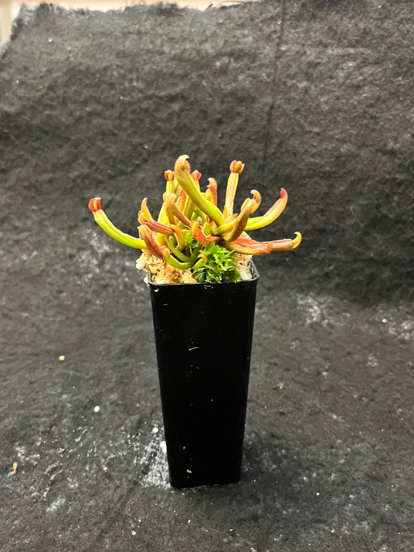 Heliamphora nutans