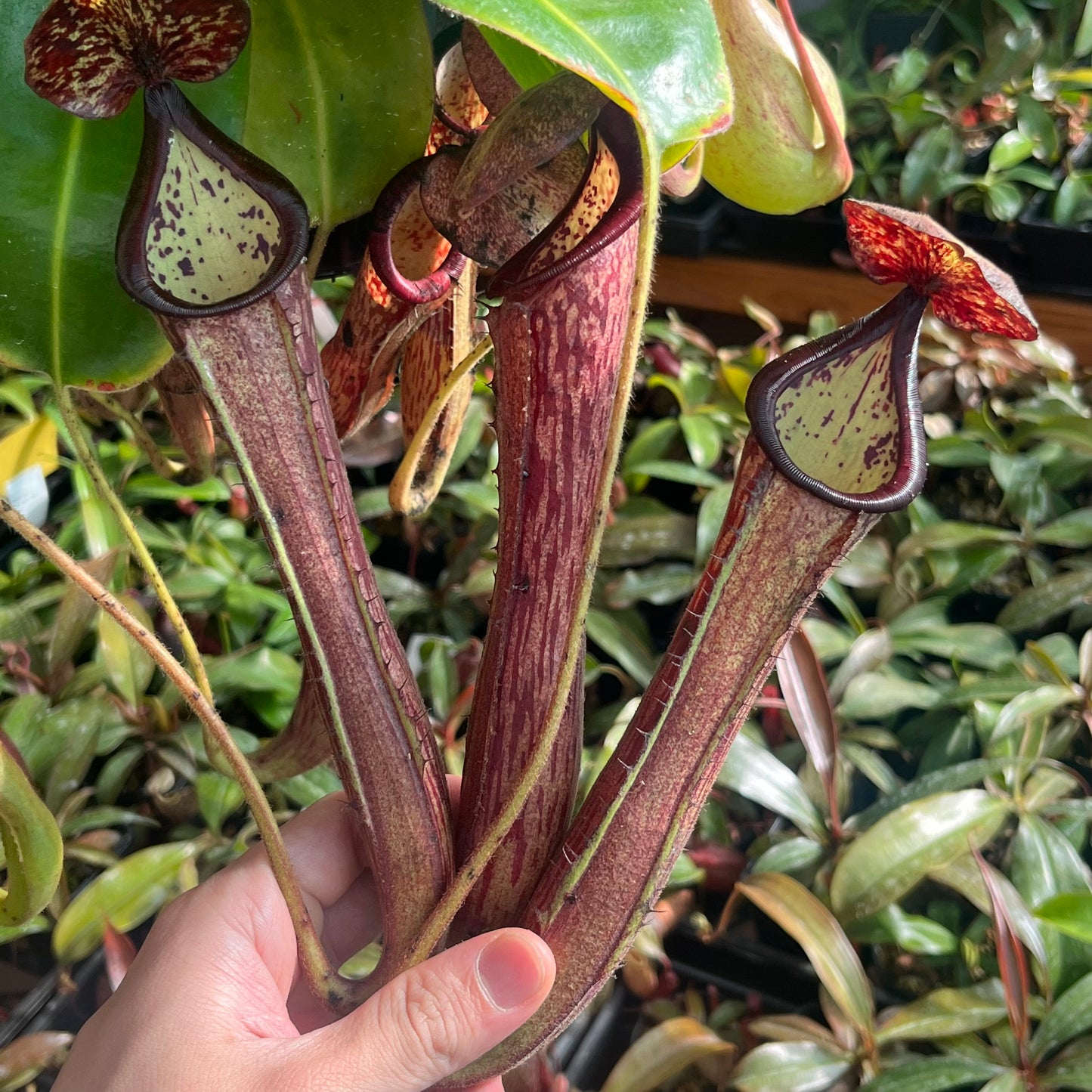 Nepenthes (glandulifera x boschiana) x (campanulata x veitchii)