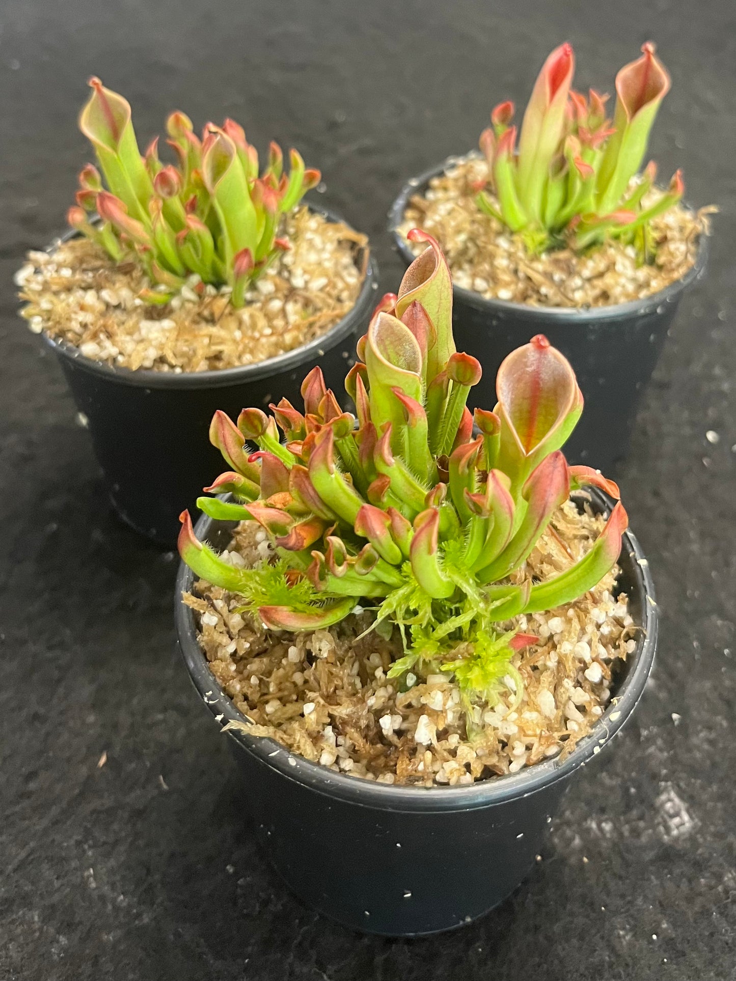 Heliamphora heterodoxa x minor