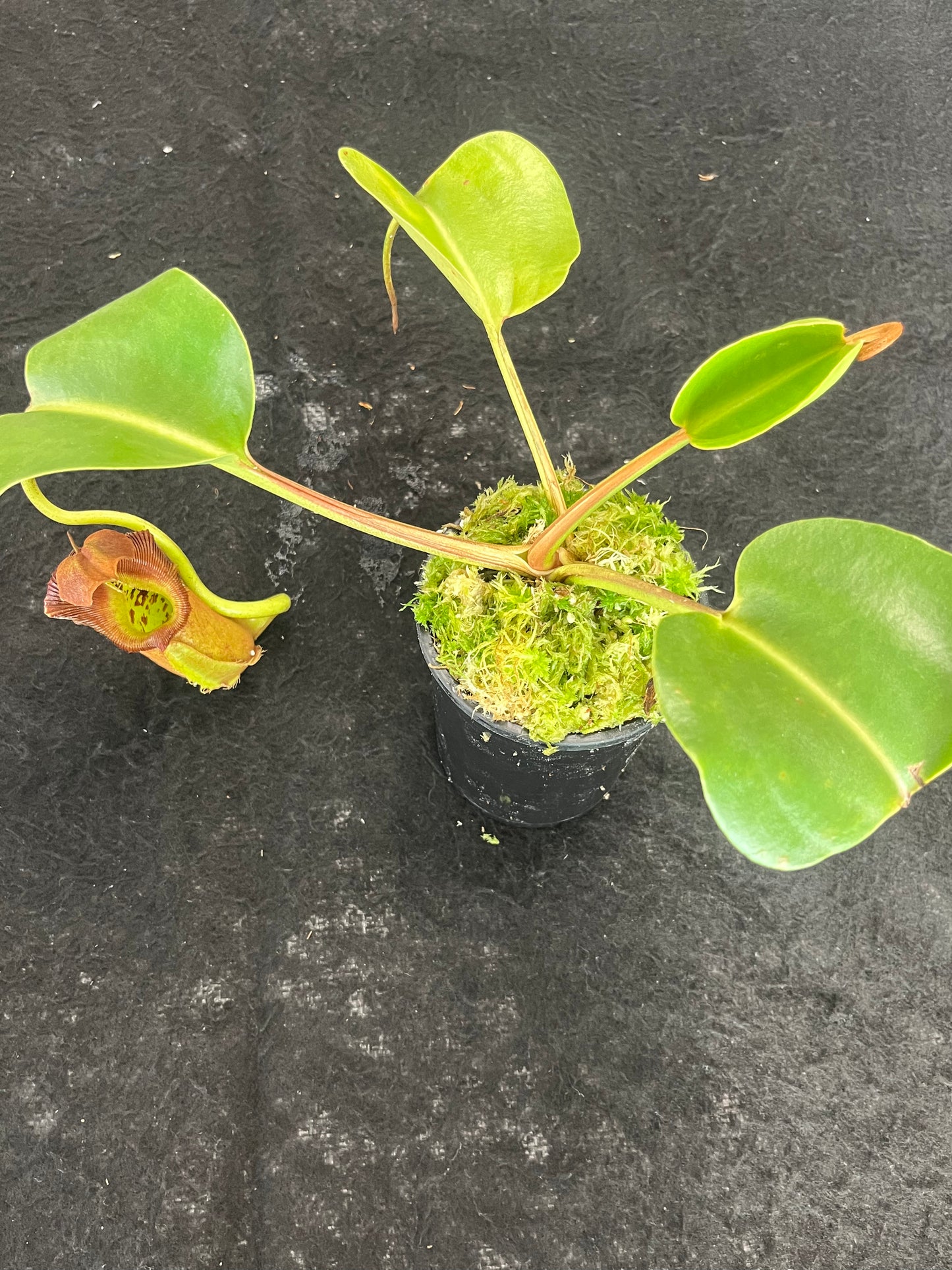 Nepenthes robcantleyi BE-3517