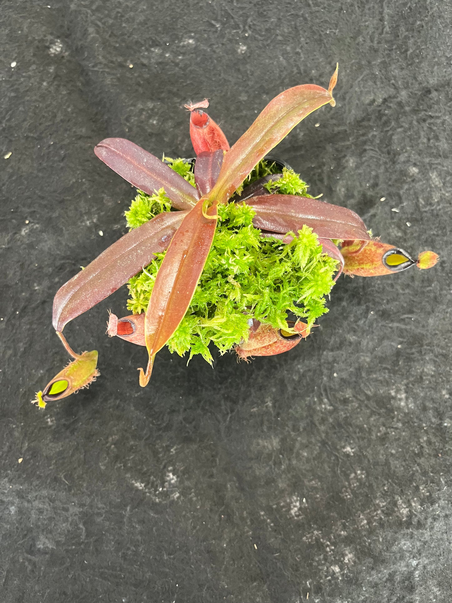 Nepenthes ampullaria x hamata