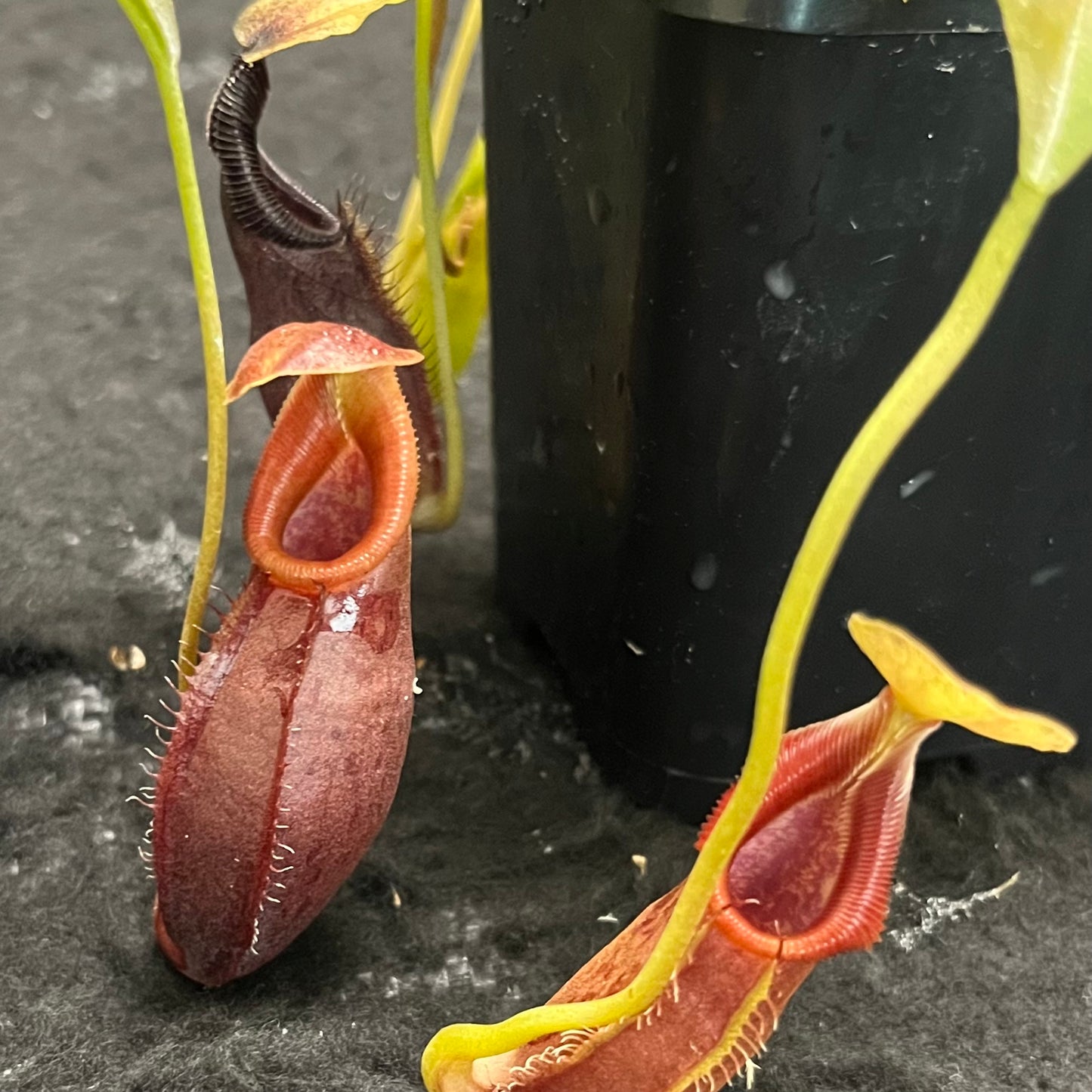 Nepenthes singalana x ovata BE-3882