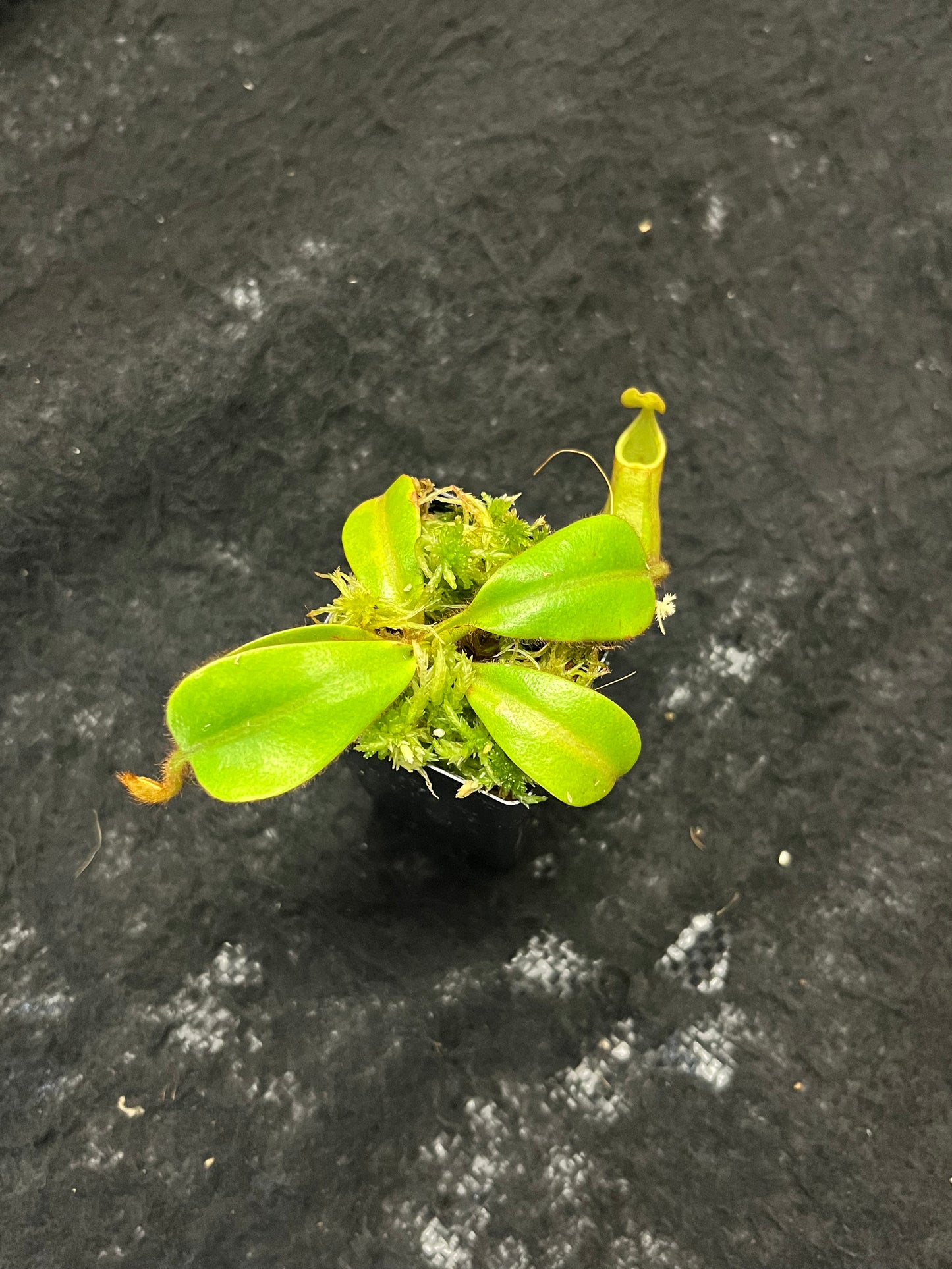 Nepenthes veitchii Bario BE-3734