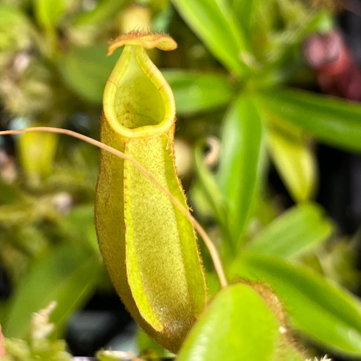 Nepenthes veitchii Bario BE-3734