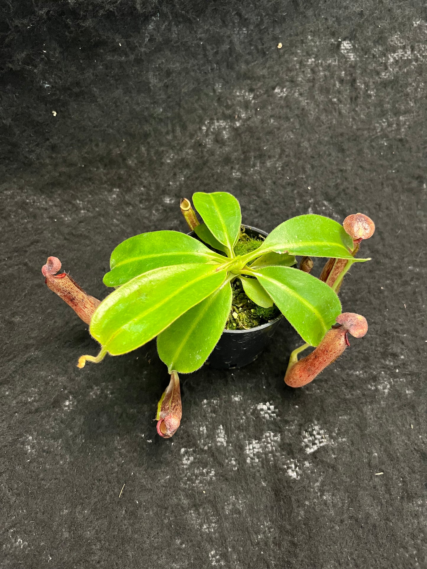 Nepenthes (glandulifera x boschiana) x (campanulata x veitchii)