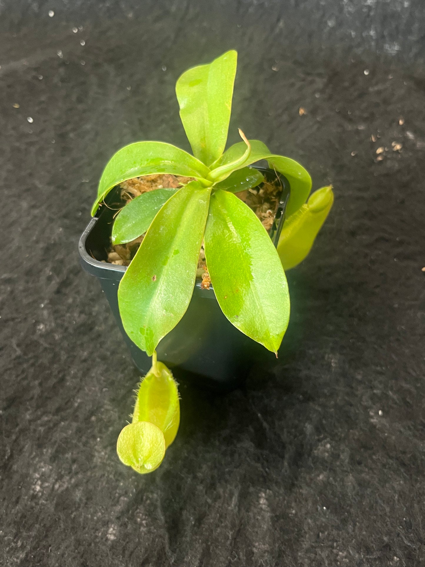 Nepenthes spathulata x merrilliana BE-3949