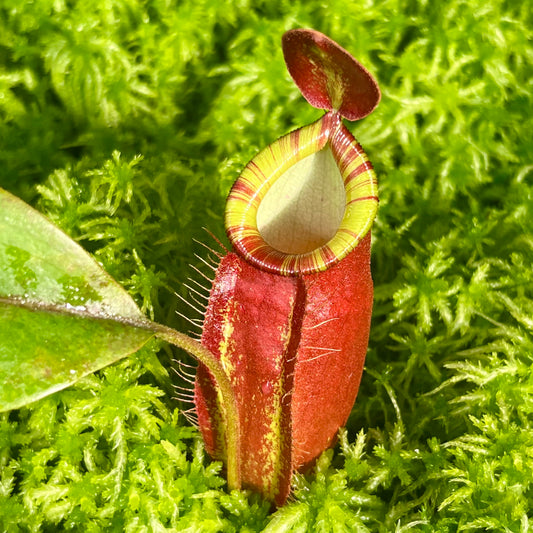 Nepenthes ampullaria x (spectabilis x talangensis)