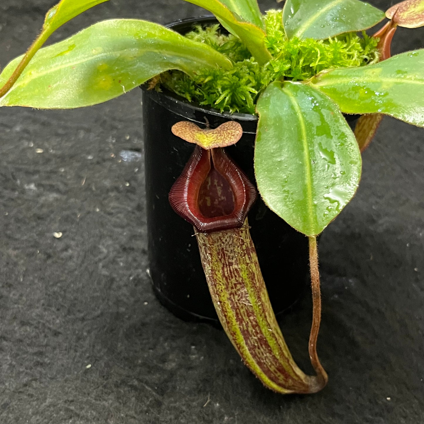 Nepenthes rajah x (veitchii x platychila) BE-4017