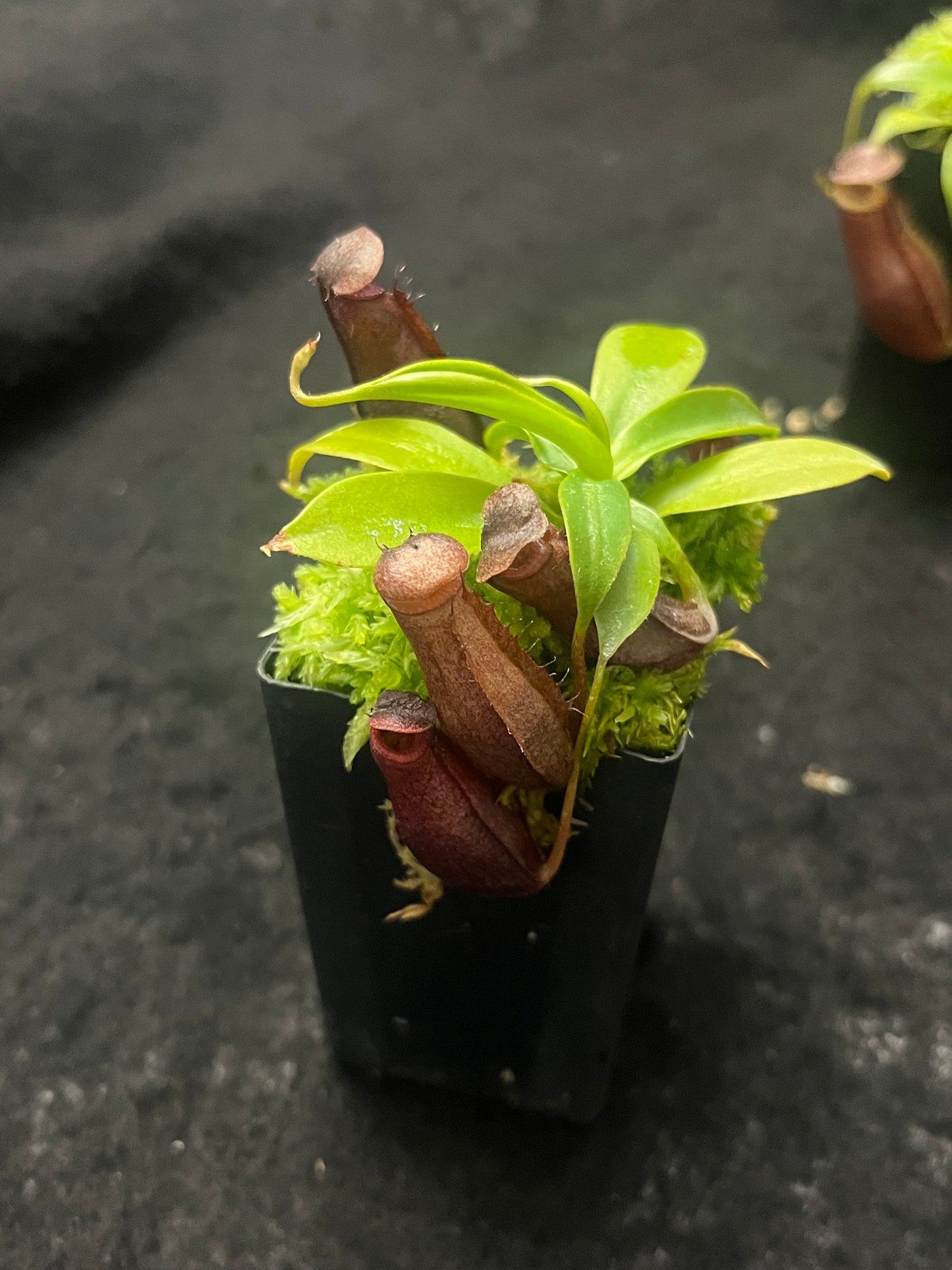 Nepenthes mira x tenuis BE-4070