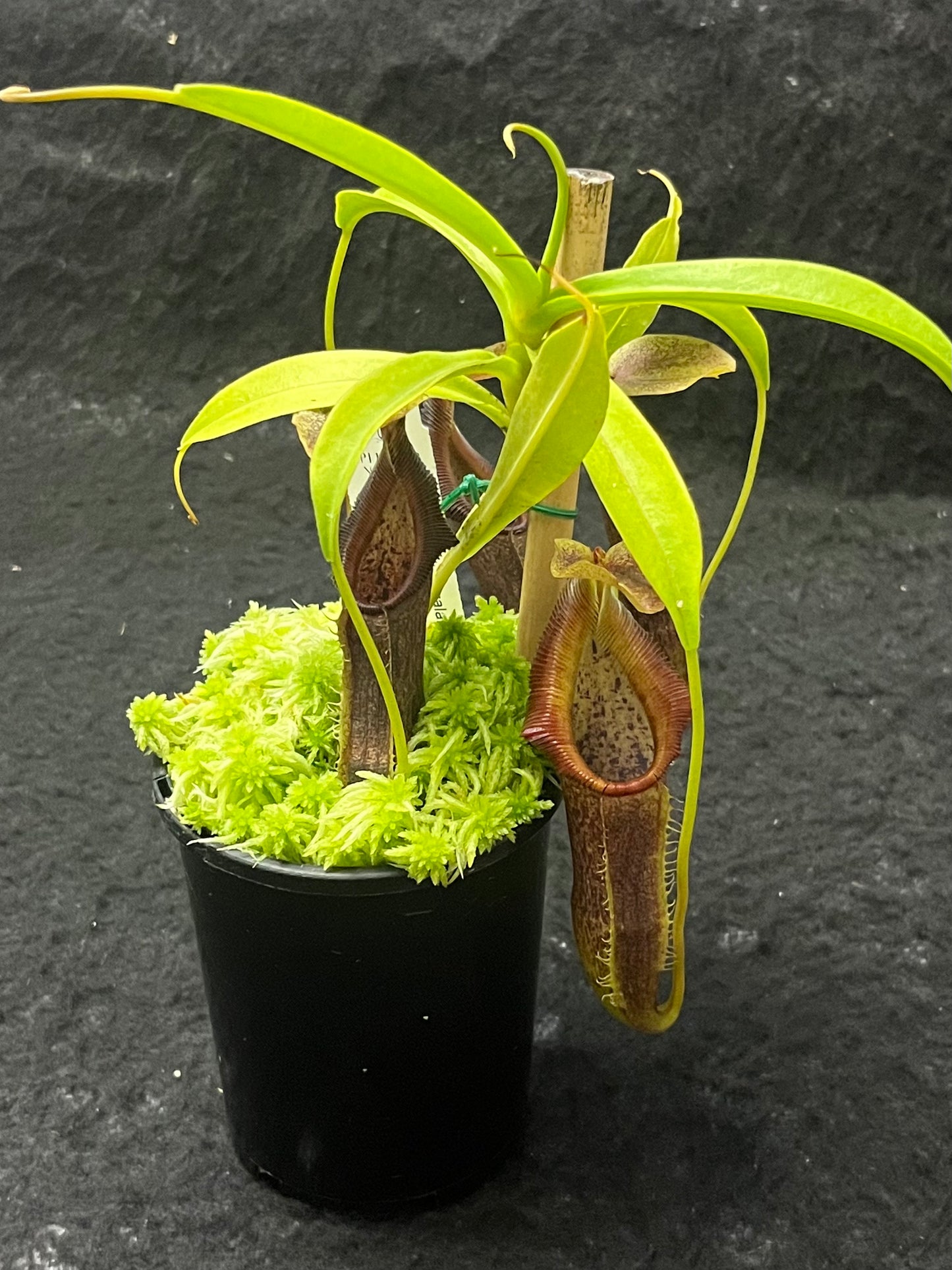 Nepenthes singalana BE-3170